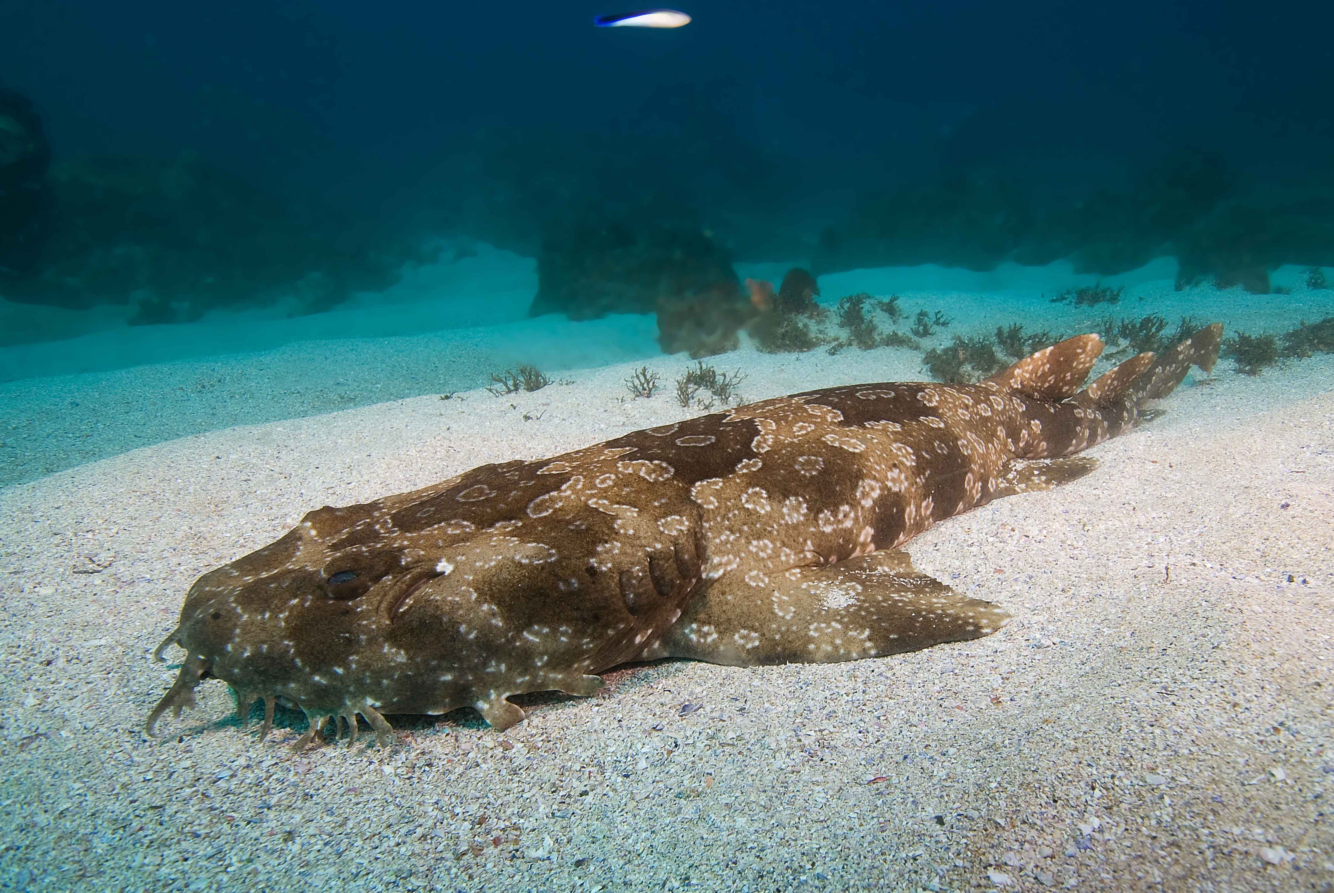 Spotted Wobbegong Shark HD for Phone