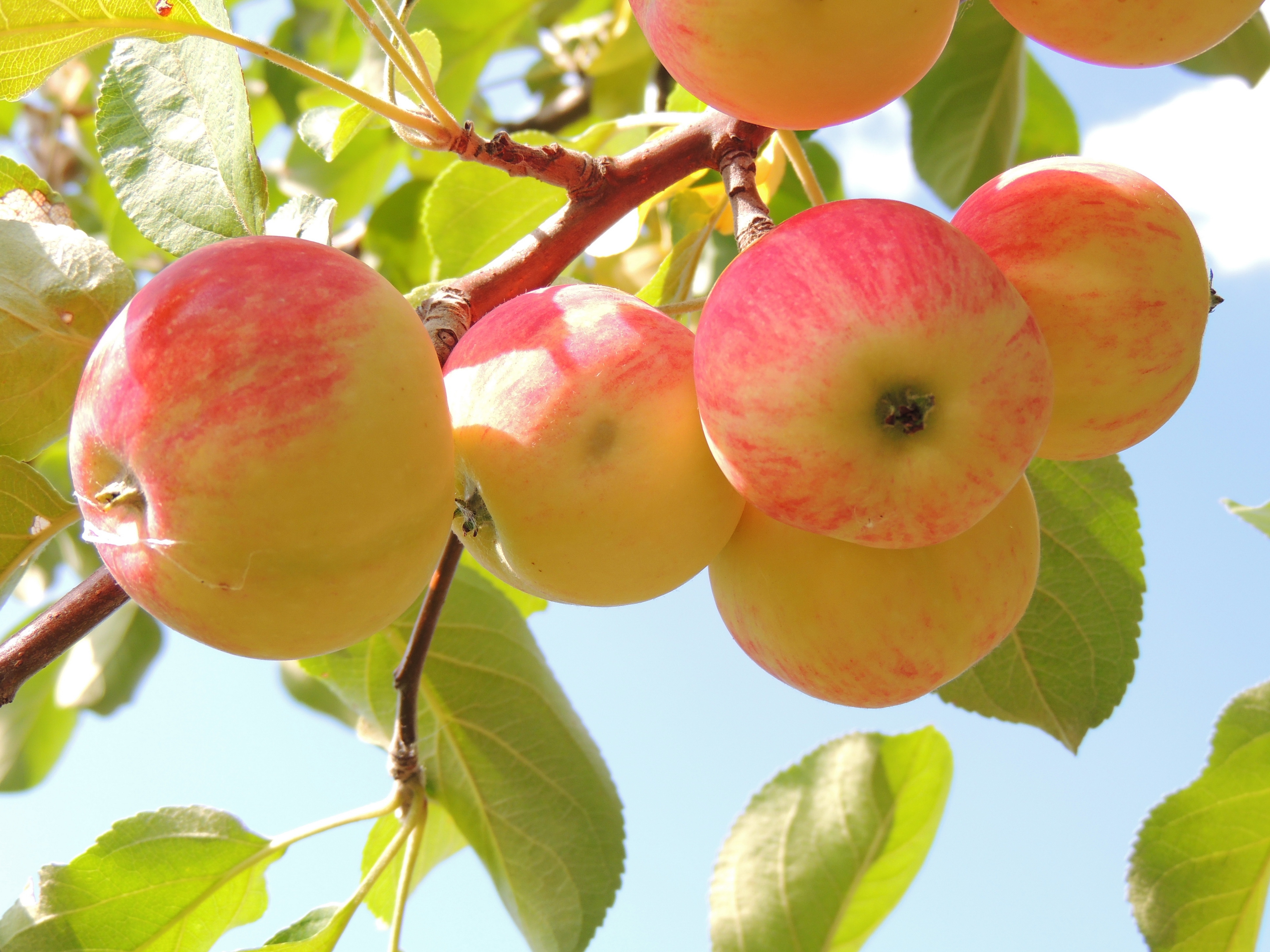 leaves, background, apples, food, branch 1080p