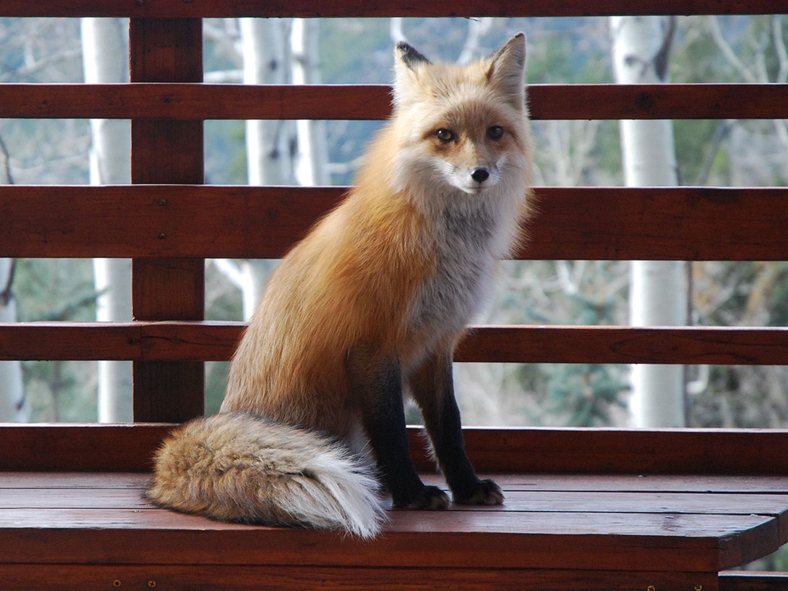 Download mobile wallpaper Fox, Sit, Animals, Animal, Bench for free.