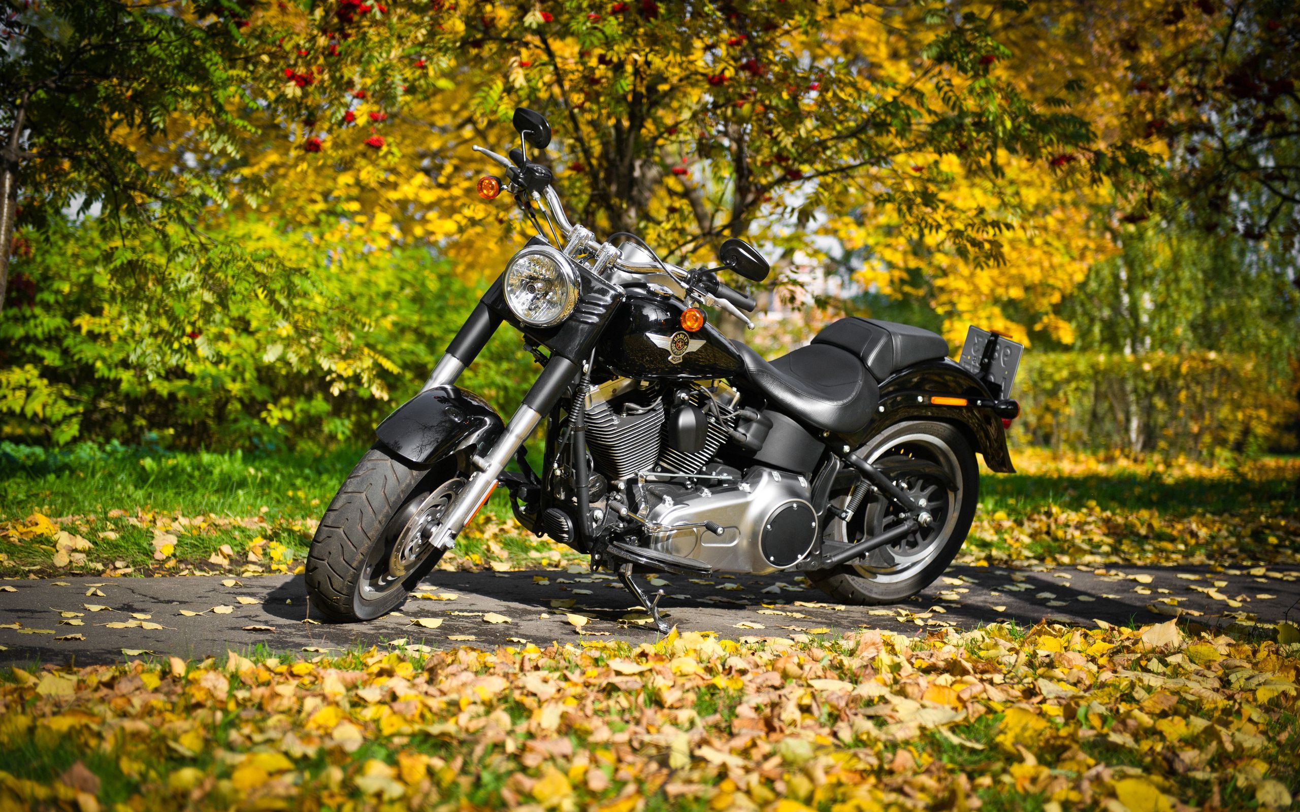 Handy-Wallpaper Harley Davidson, Motorrad, Laub, Herbst, Motorräder kostenlos herunterladen.