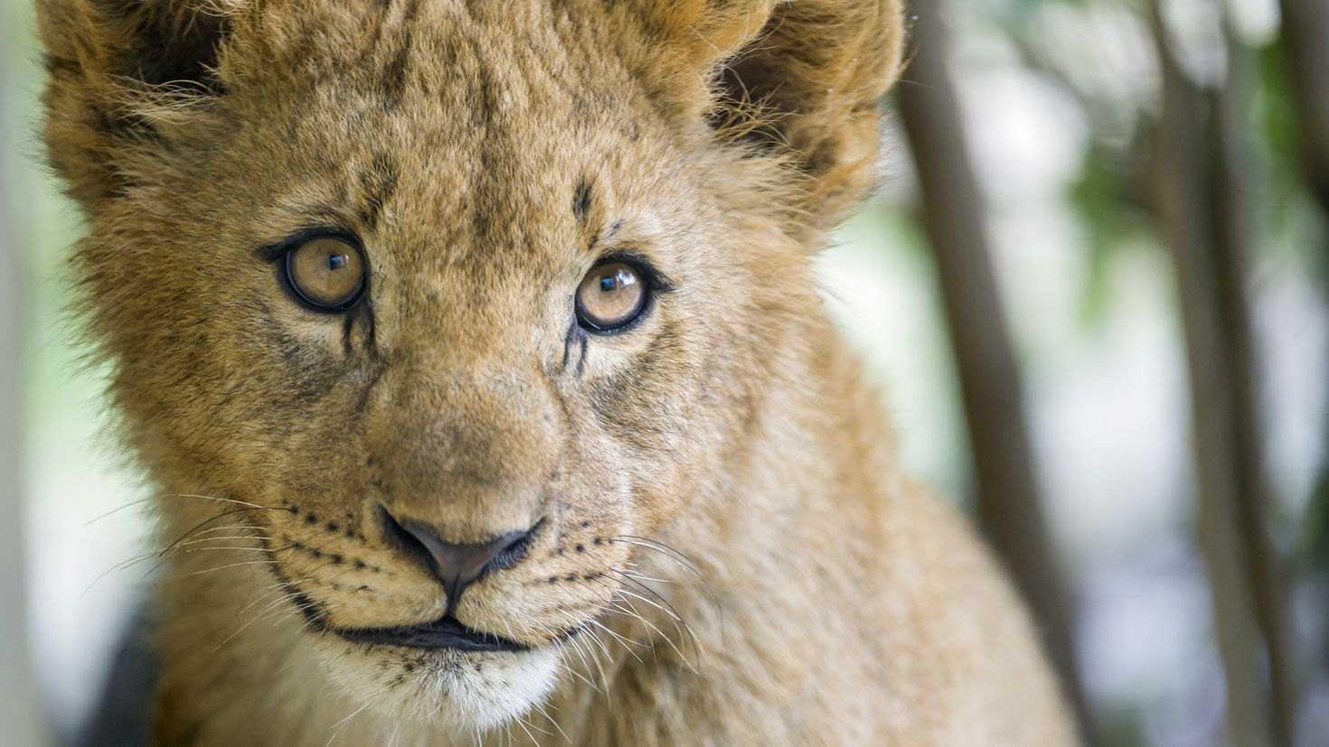 Lion cub. Львенок. Морда львенка. Глаза львенка. Глазки для львенка.