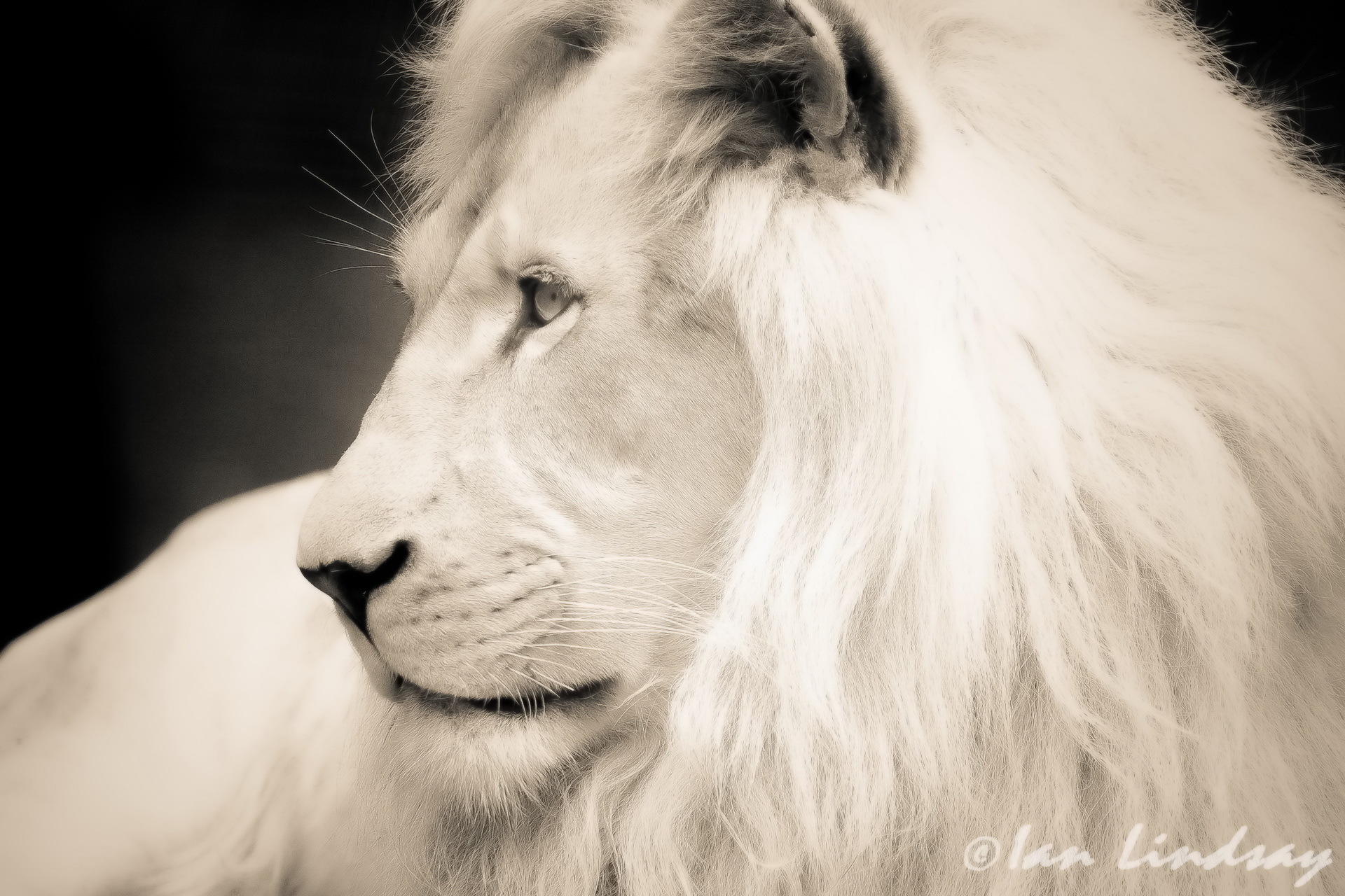 Амирхан белый Лев
