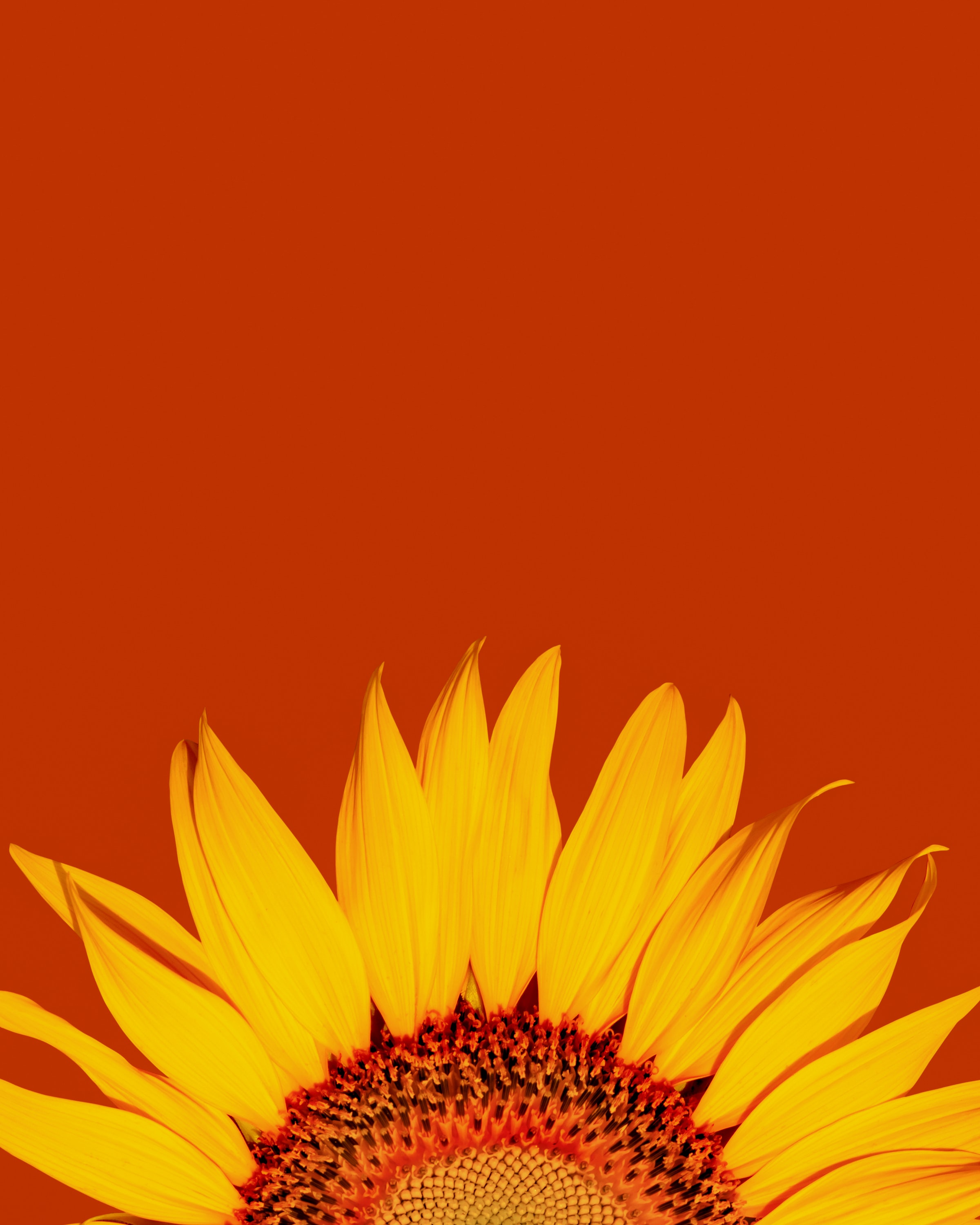 Laden Sie das Makro, Blütenblätter, Blumen, Sonnenblume-Bild kostenlos auf Ihren PC-Desktop herunter