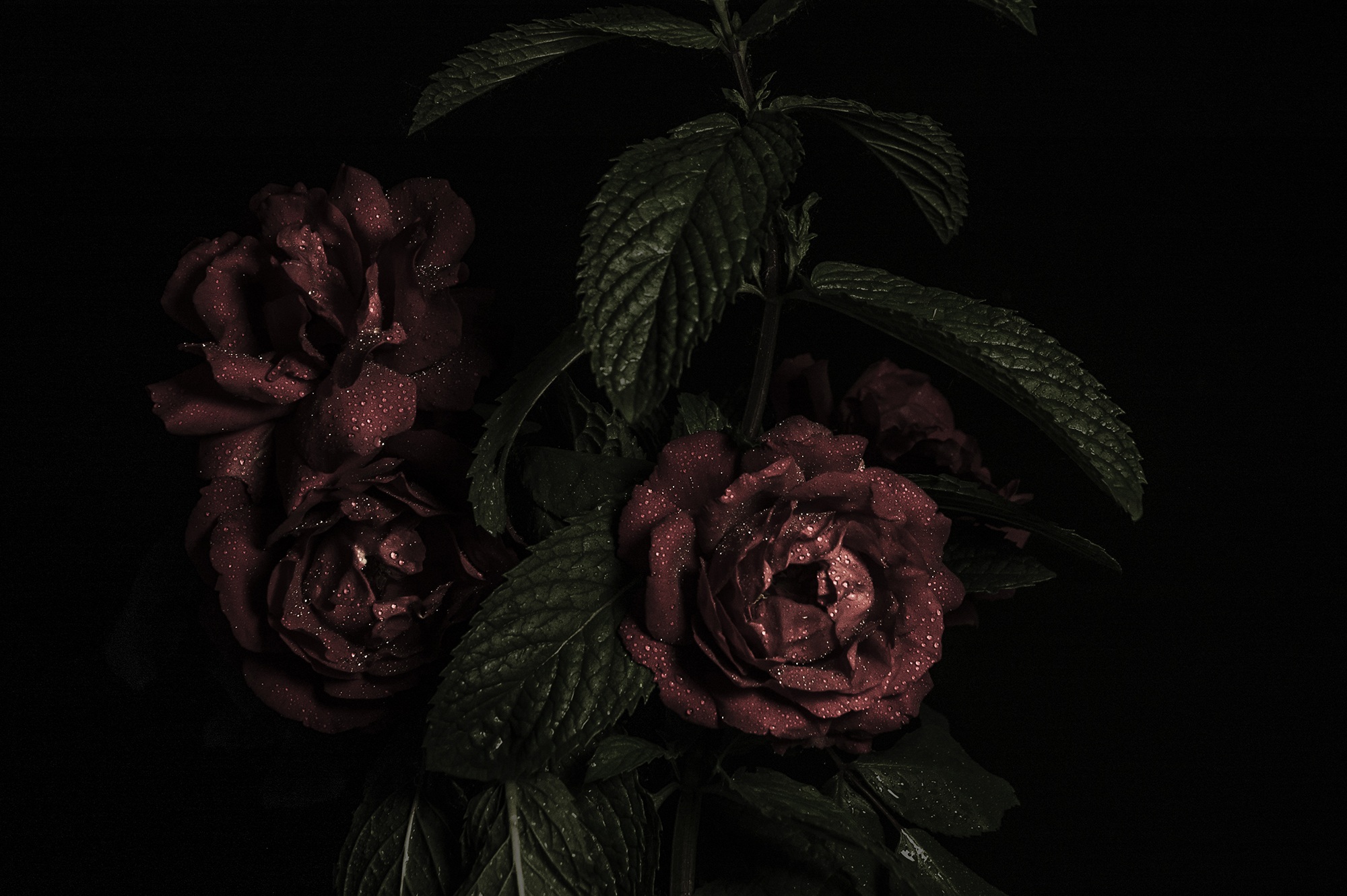 Download mobile wallpaper Petals, Flowers, Buds, Roses, Dark for free.