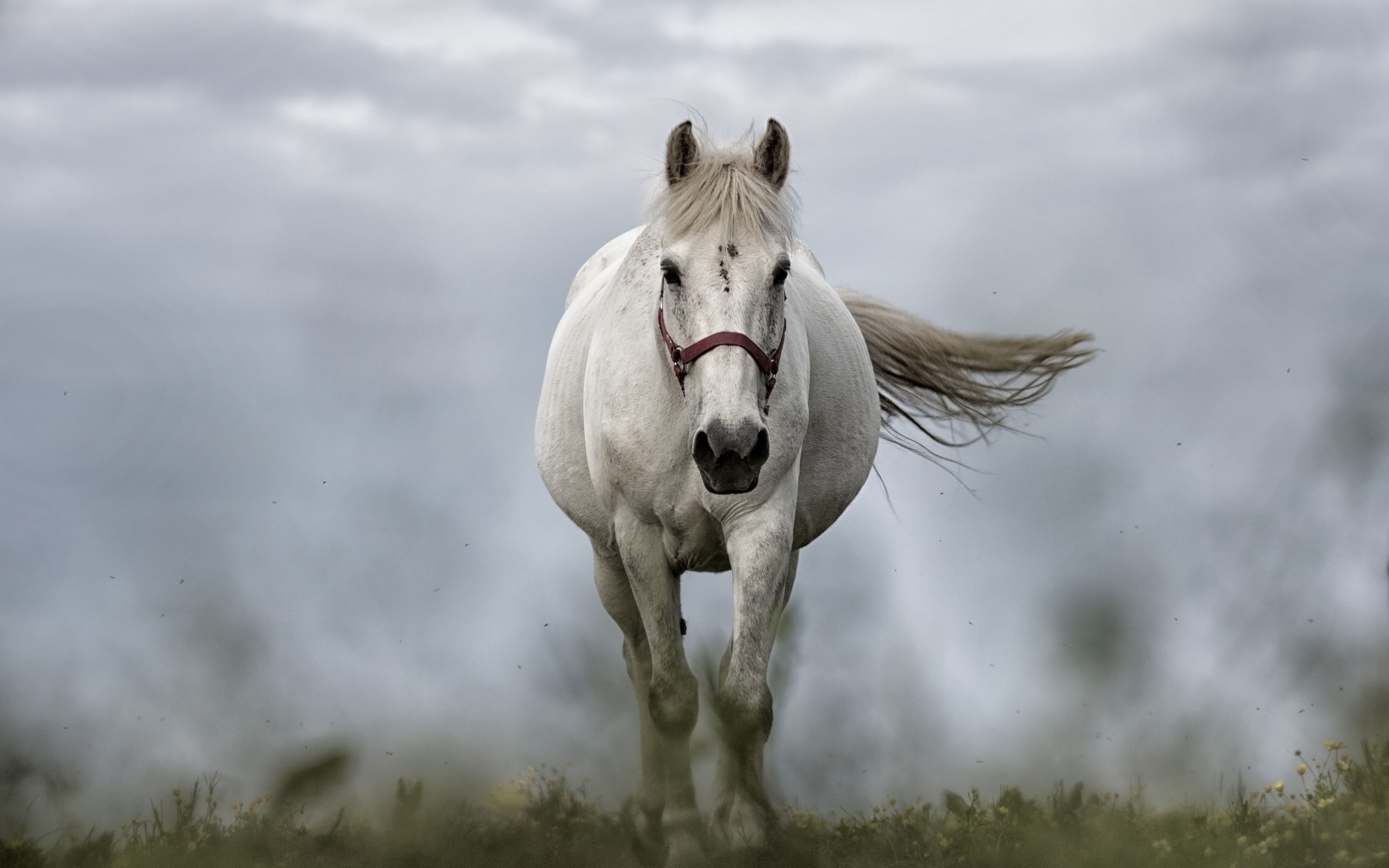 Белый конь