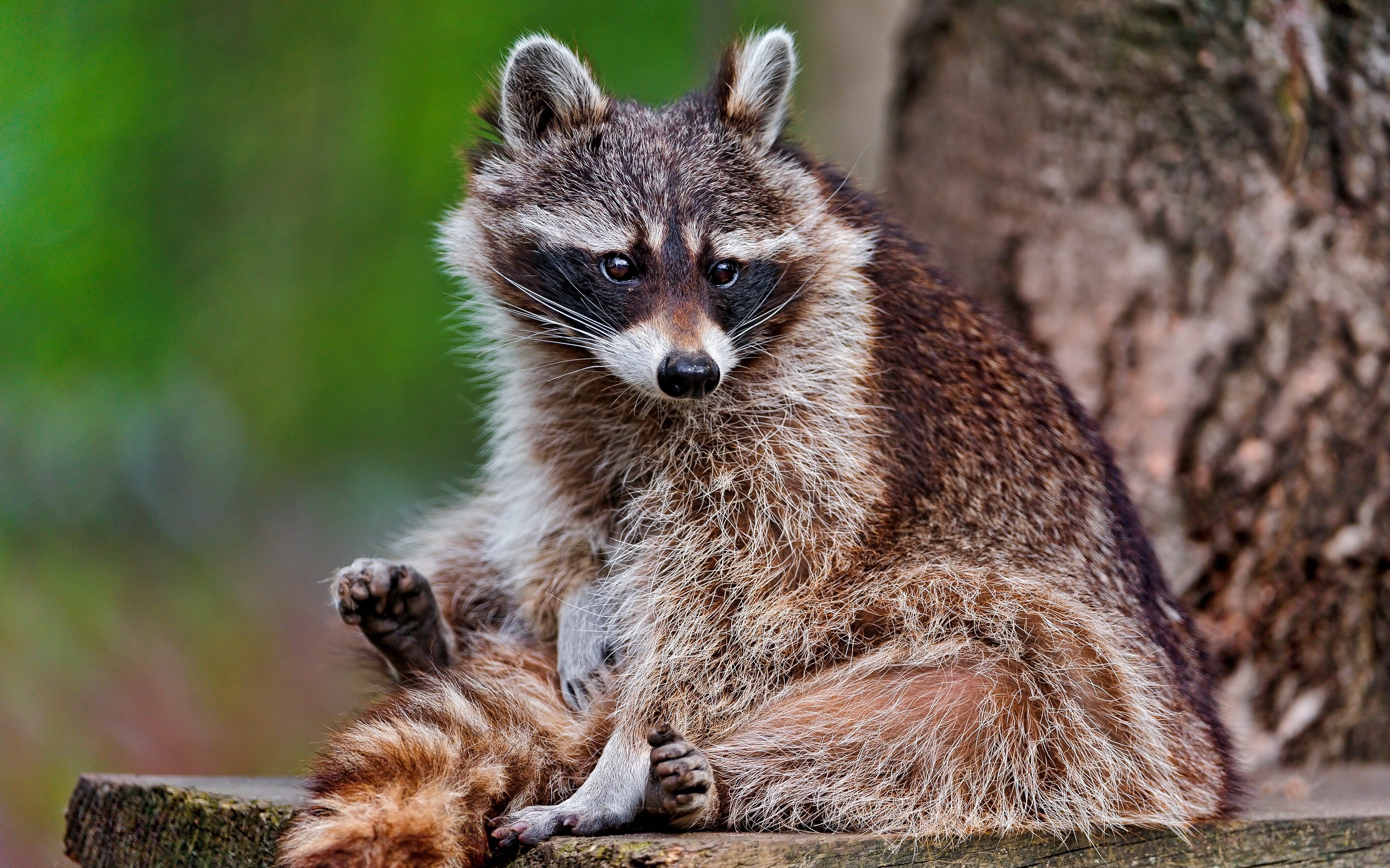 raccoon, animals, sit, fluffy, animal HD wallpaper