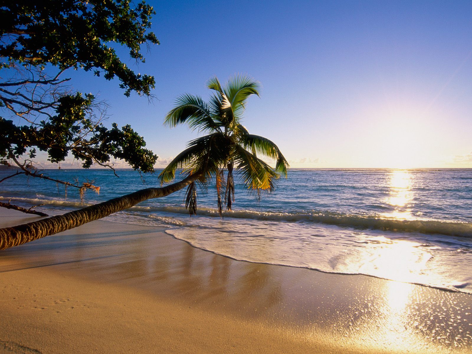 wave, water, palm tree, beach, sky, ocean, sunset, earth, sand, tree phone wallpaper