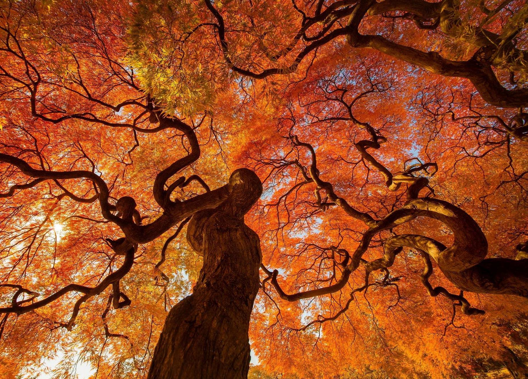 無料モバイル壁紙東京, 日本, 公園, 木, 秋, 地球をダウンロードします。