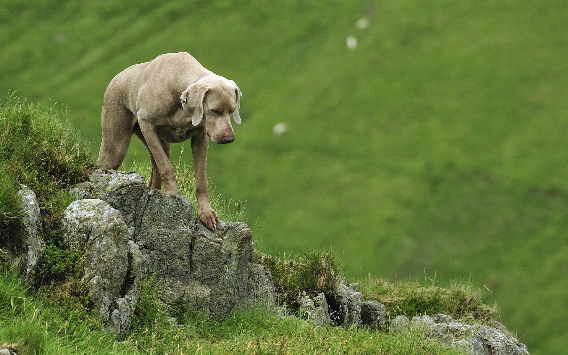  Weimaraner HD Android Wallpapers