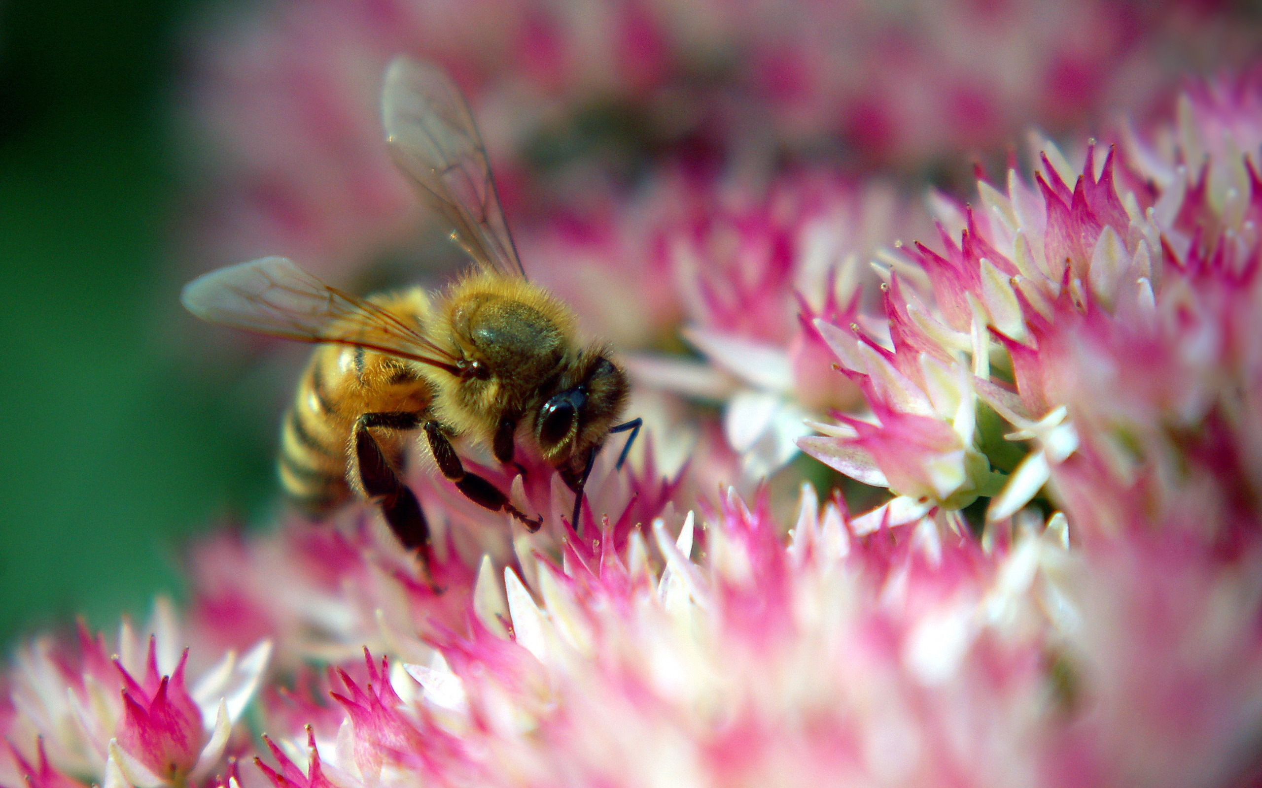 30343 descargar fondo de pantalla insectos, abejas, rojo: protectores de pantalla e imágenes gratis