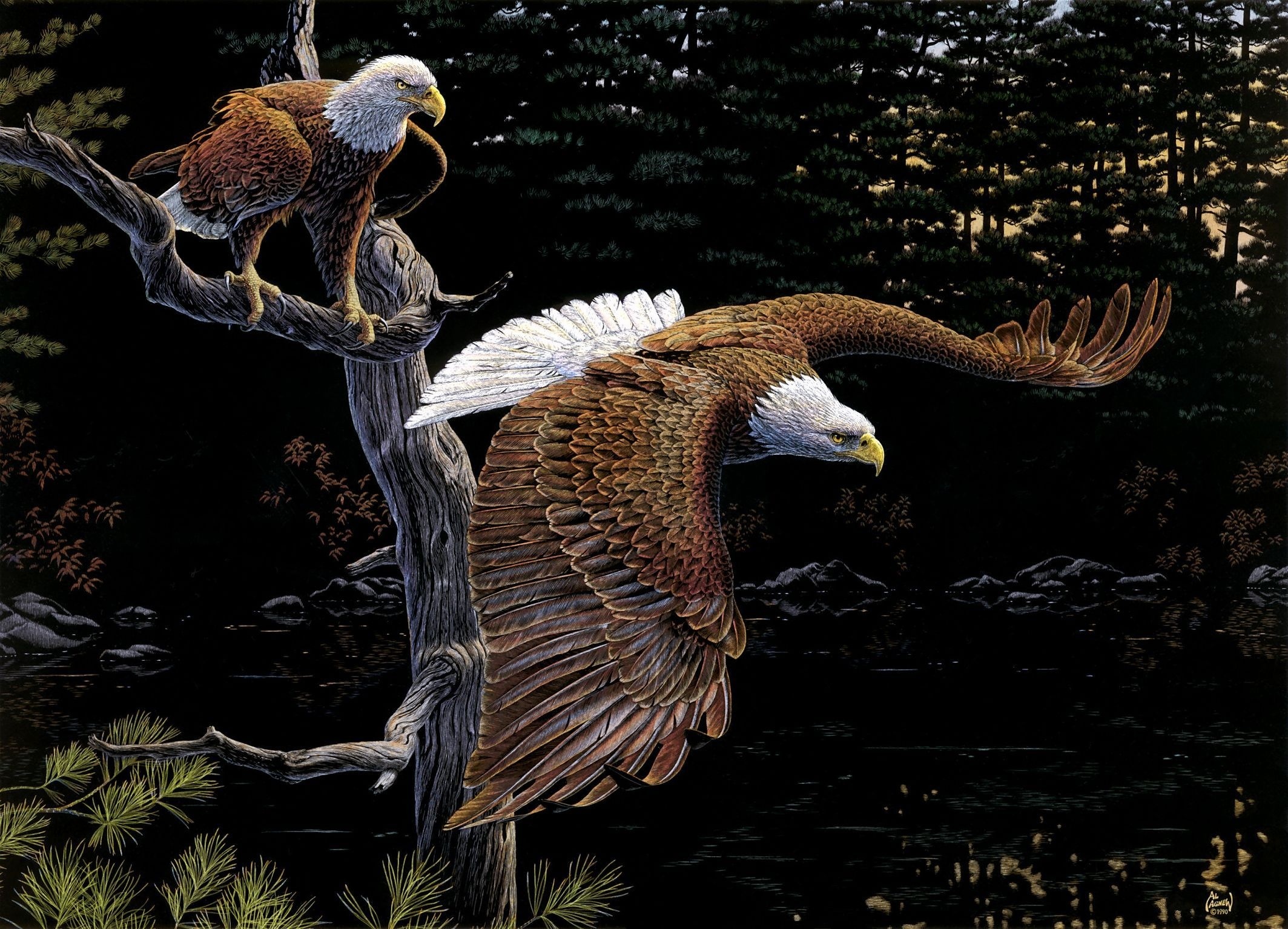 285619 скачать обои животные, белоголовый орлан, птицы - заставки и картинки бесплатно