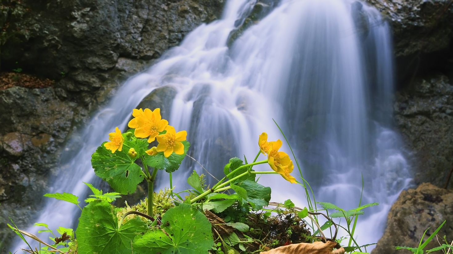 Видео на телефон природа. Красивые водопады. Живая природа. Вода в природе. Цветы на фоне водопада.