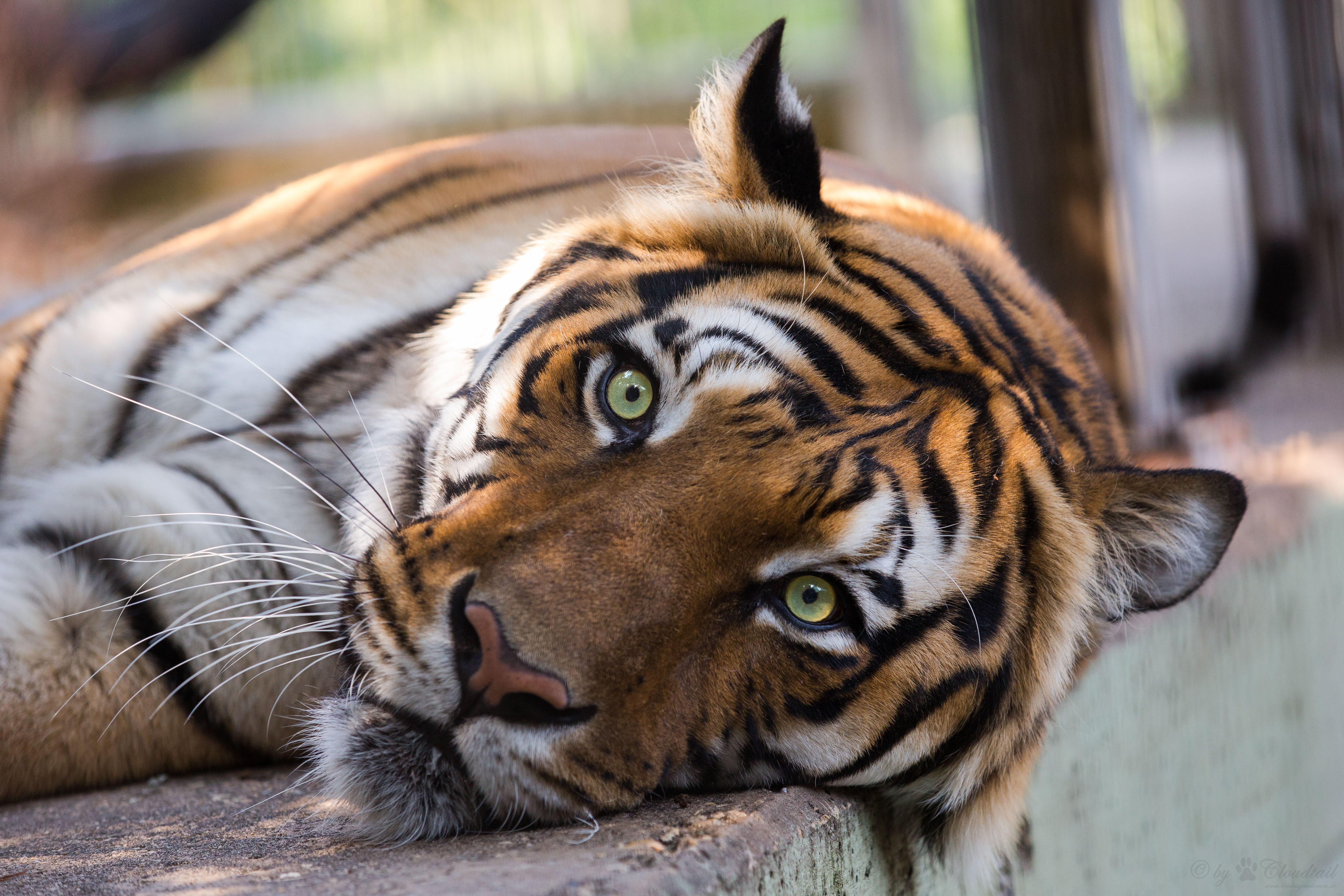 Самый Красивый Тигр В Мире