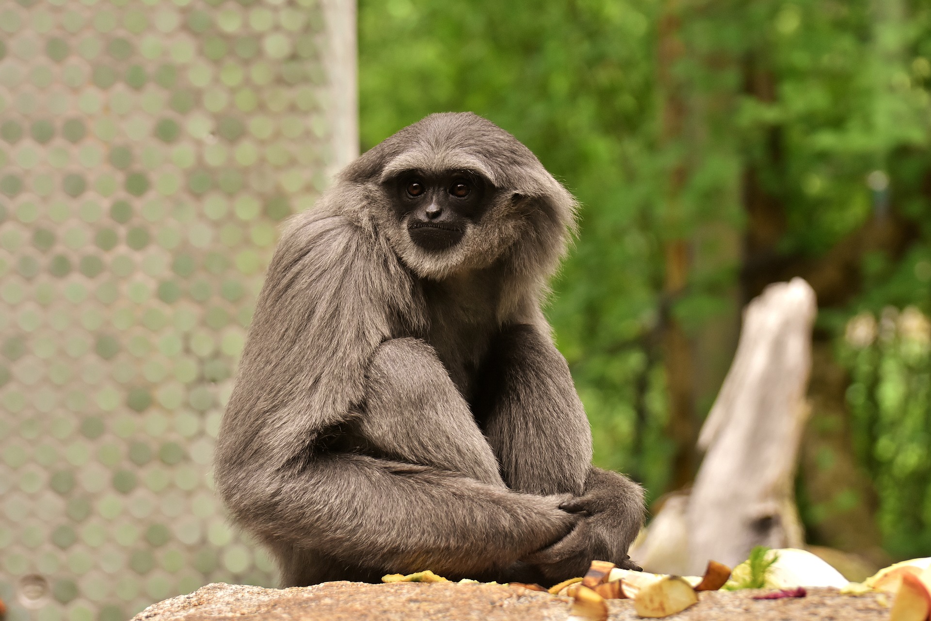Gibbon primate ape monkey HD wallpaper  Peakpx