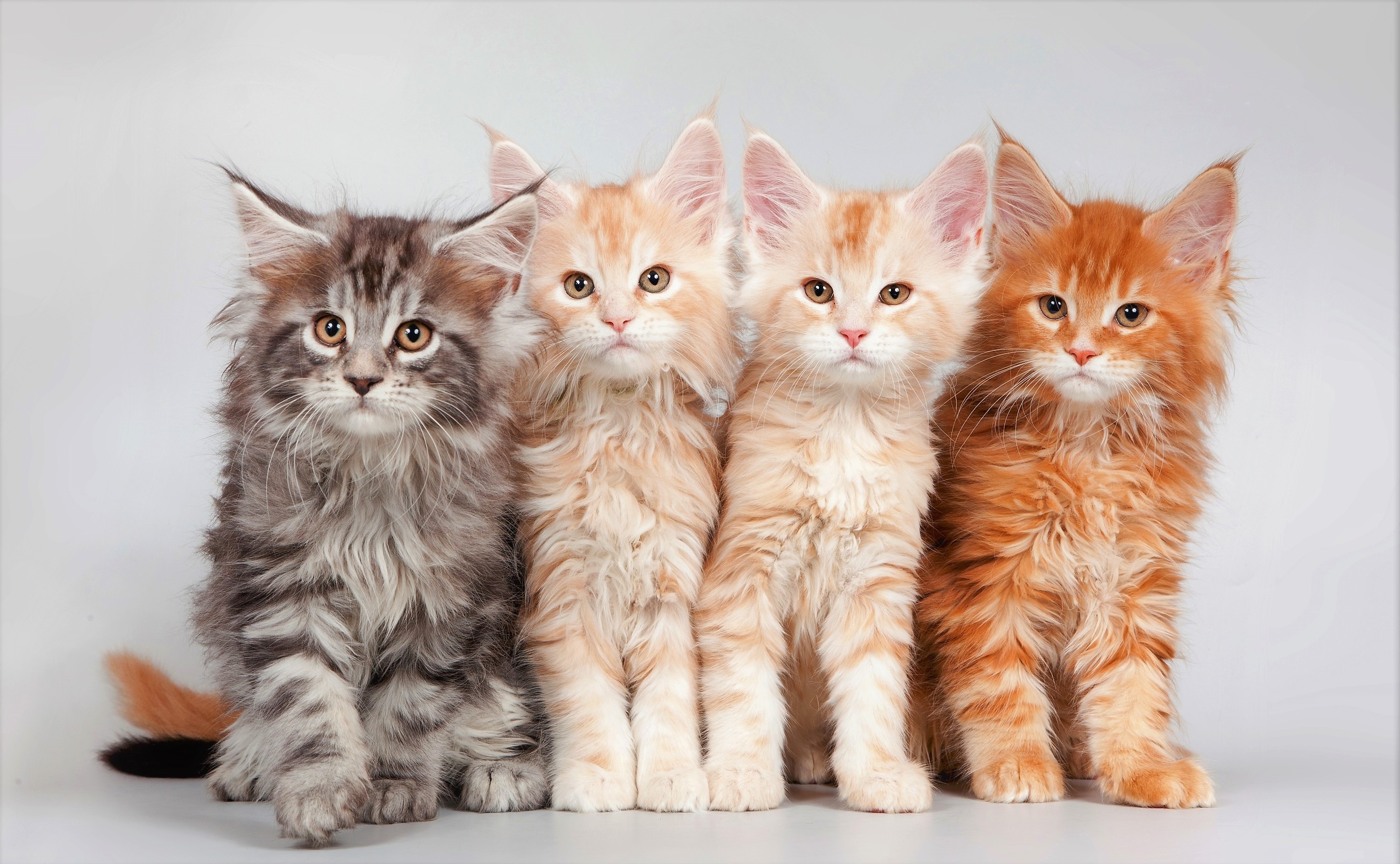Horizontal Wallpaper maine coon, cute, animal, cat, baby animal, kitten, cats