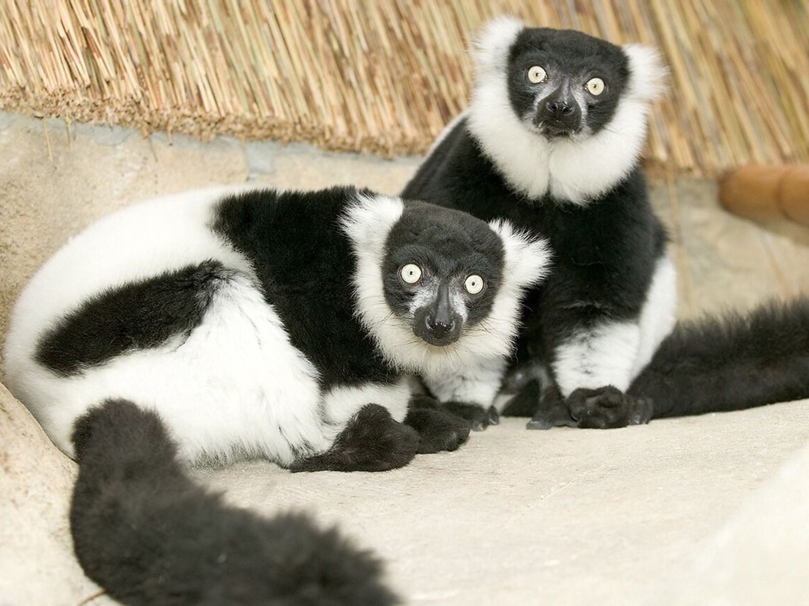 unusual, animals, black, white, lemur