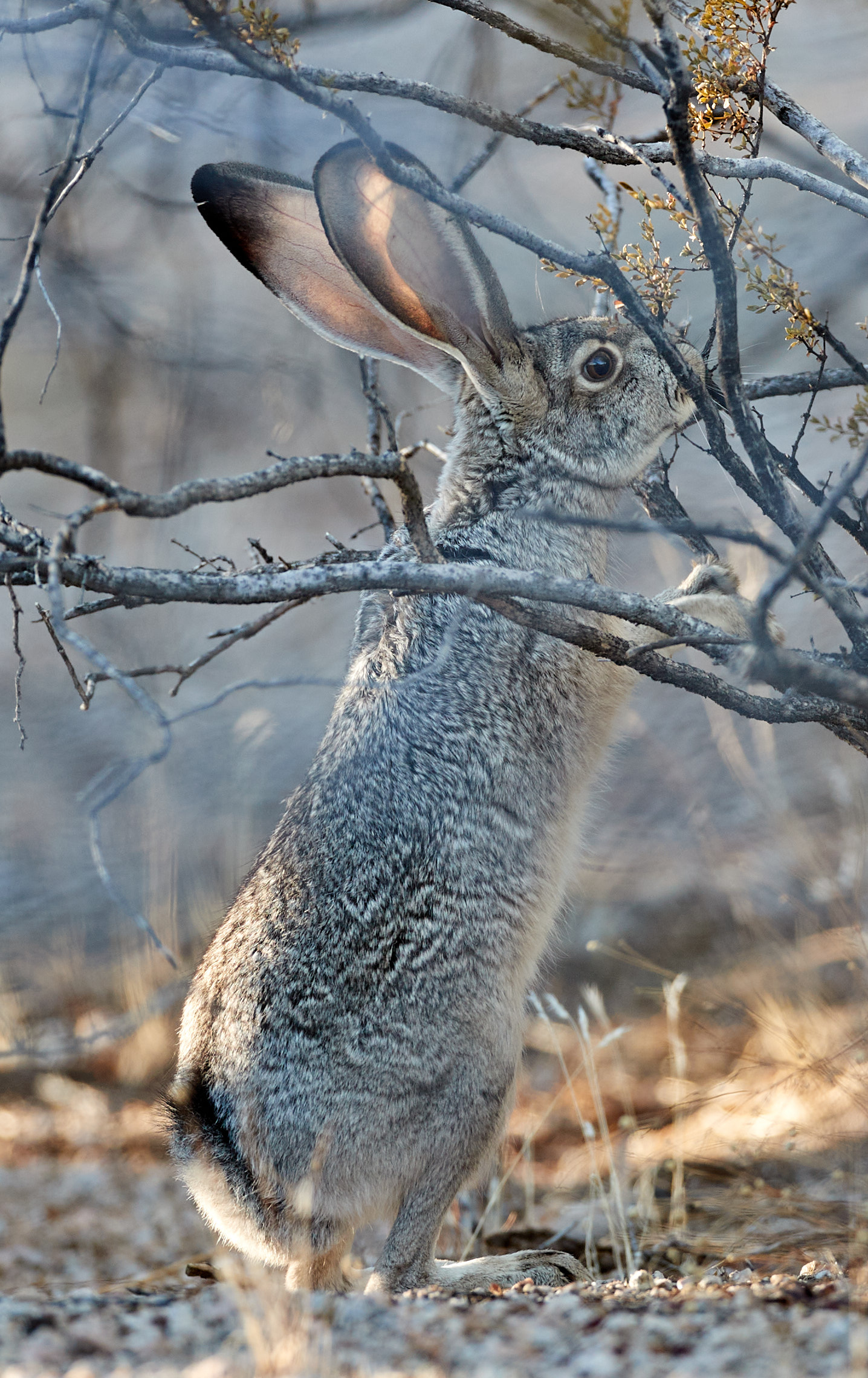 Download mobile wallpaper Hare, Animals, Animal, Branch, Grey for free.