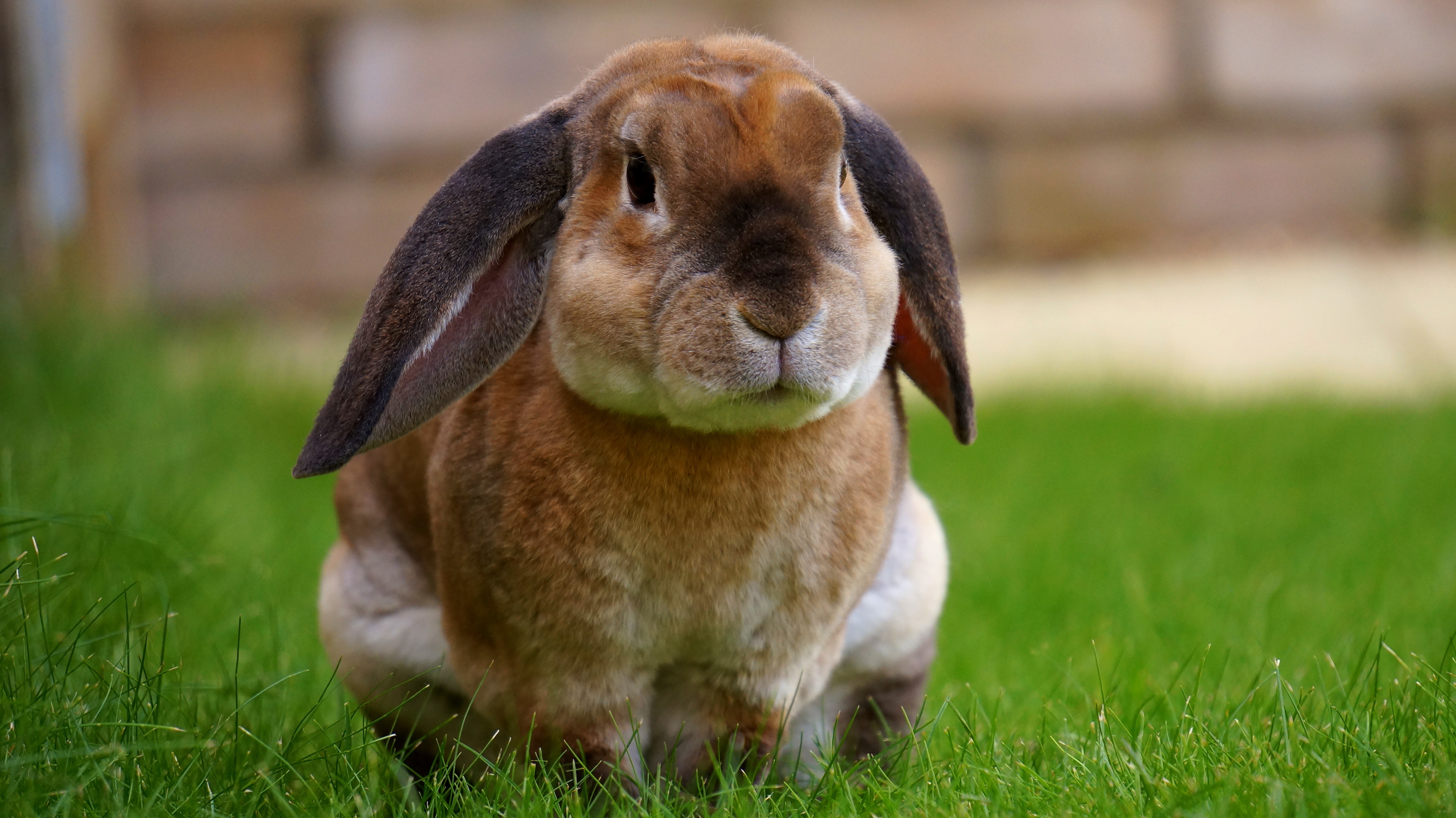 83389 Bildschirmschoner und Hintergrundbilder Kaninchen auf Ihrem Telefon. Laden Sie  Bilder kostenlos herunter