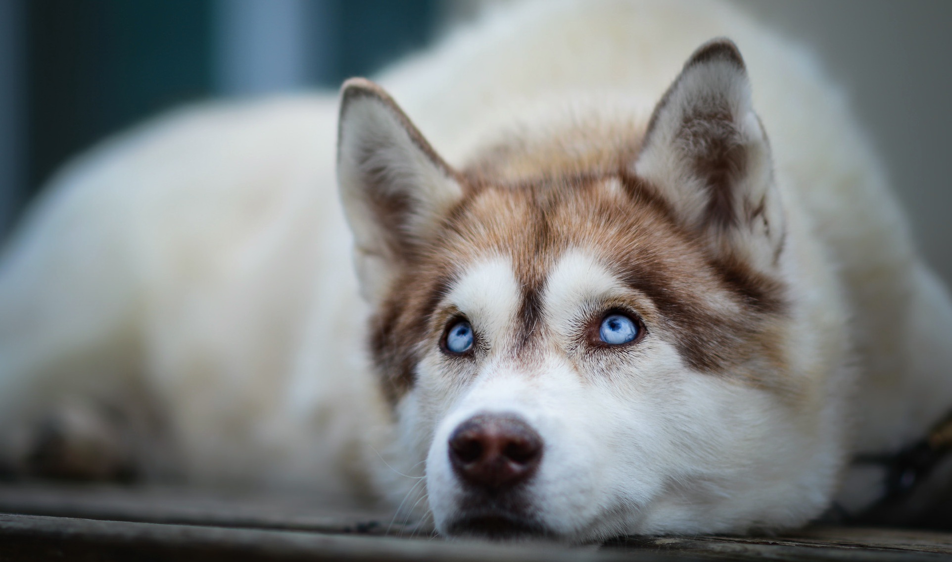 392418 Bild herunterladen tiere, sibirischer husky, blaue augen, hund, schlittenhund, schnauze, hunde - Hintergrundbilder und Bildschirmschoner kostenlos