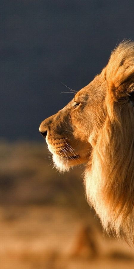 Lions mane отзывы. Лев в профиль. Лев без шерсти. Лев на Мане. Lion profil wekilleri.