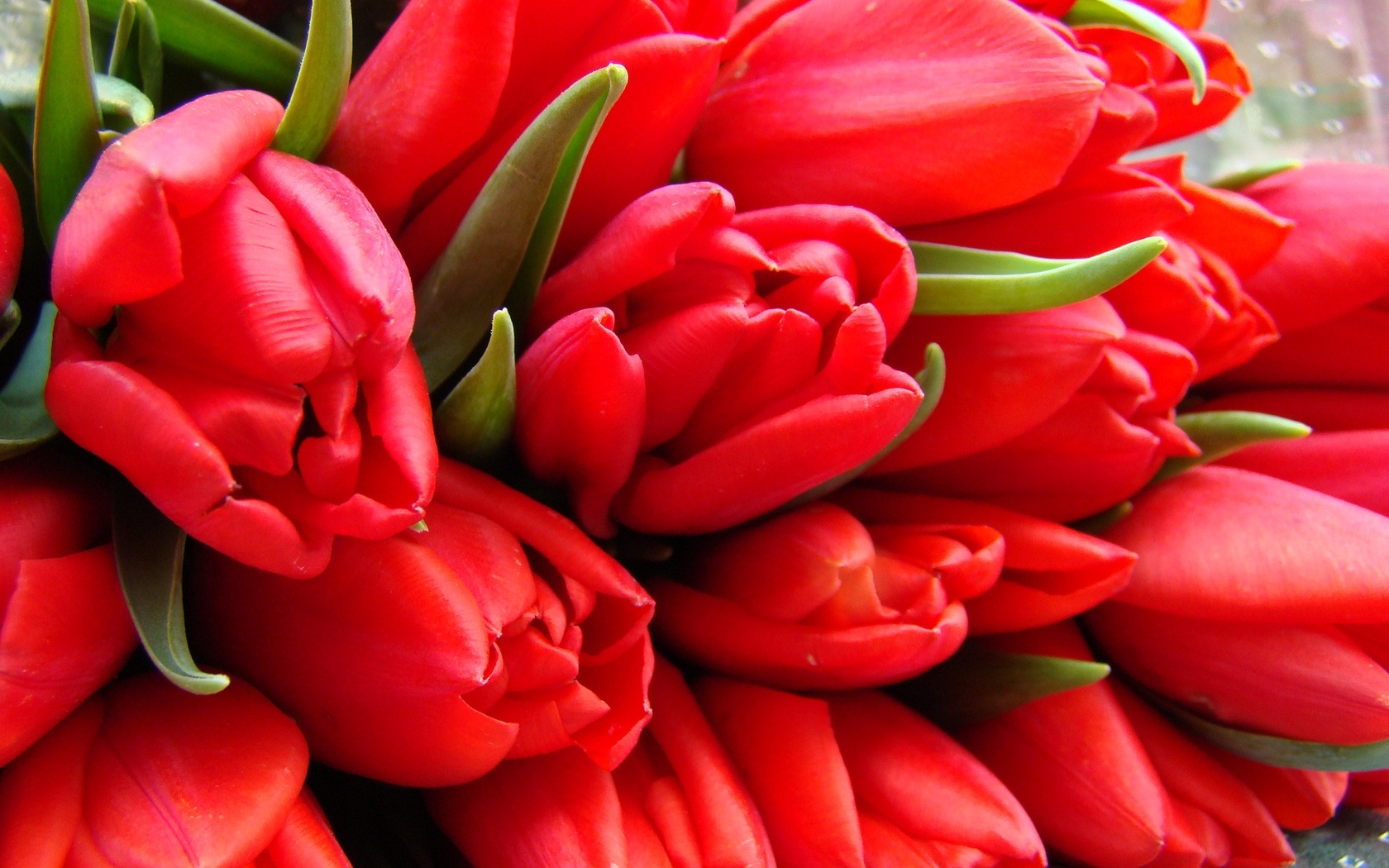 Descarga gratuita de fondo de pantalla para móvil de Flores, Tulipanes, Imágenes.