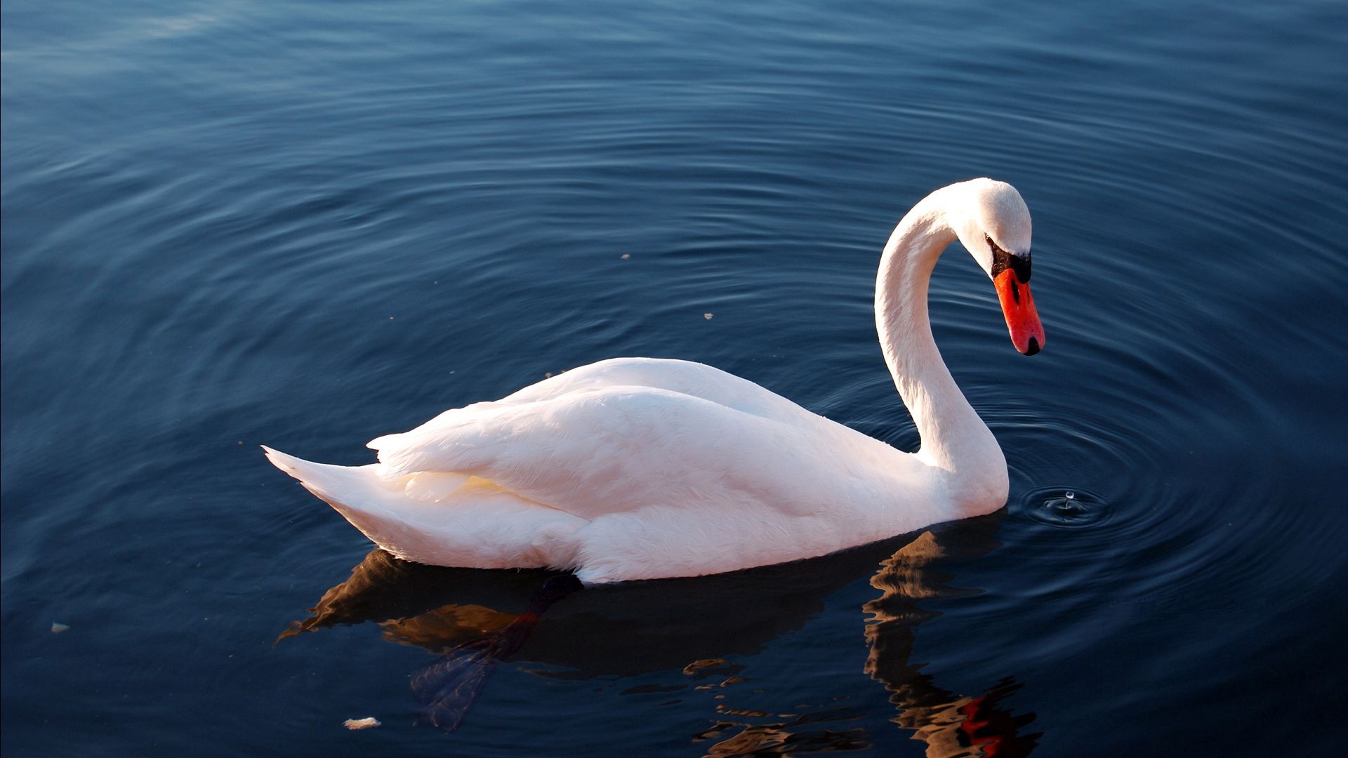 Download mobile wallpaper Animals, Swan, To Swim, Swim, Bird, Feather, Water for free.