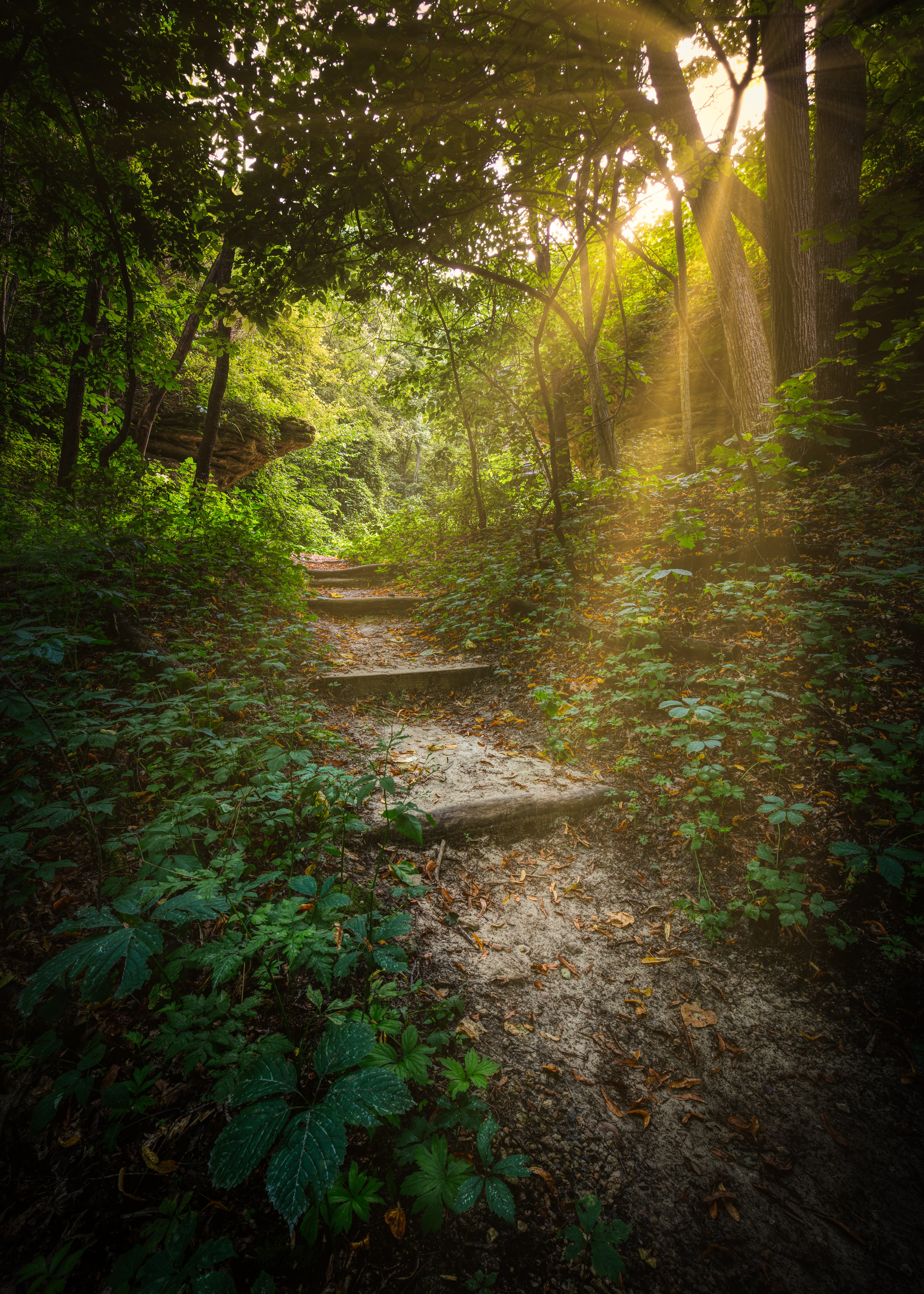 Download mobile wallpaper Nature, Trees, Path, Forest, Steps, Sunlight for free.