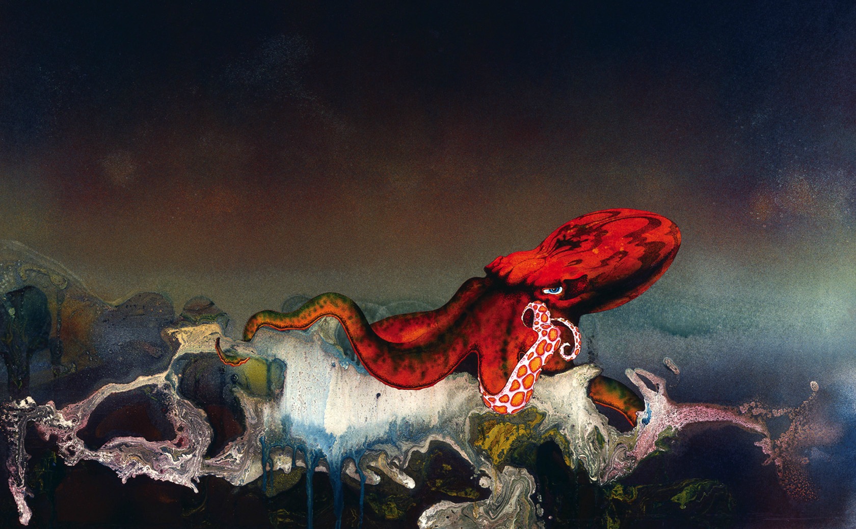 octopus, animal, fantasy wallpaper for mobile