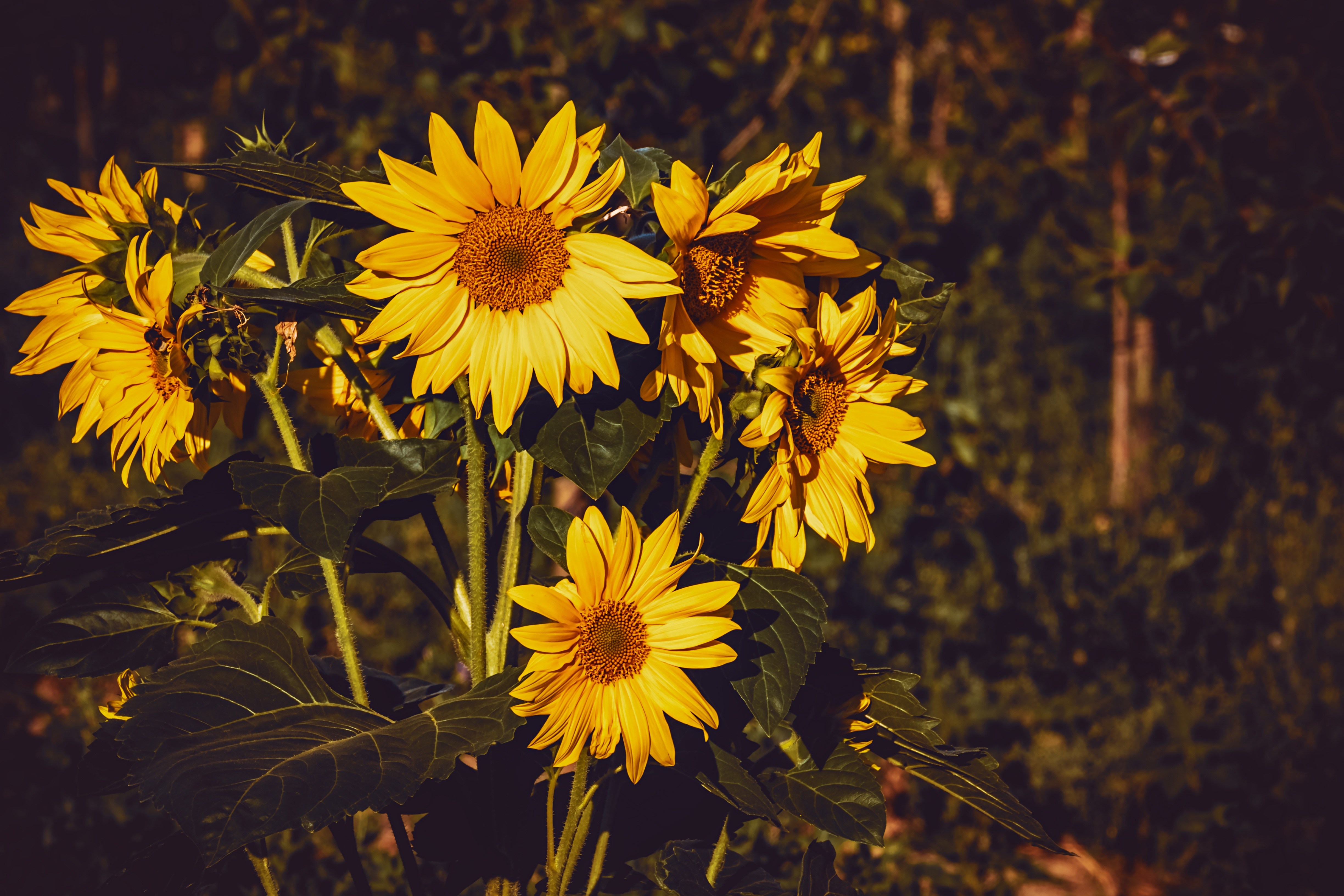 sunflower, yellow, summer, flowers