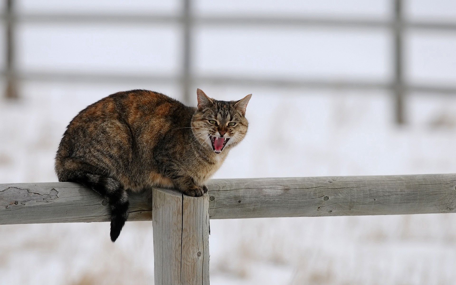 wallpapers animals, winter, snow, sit, cat, fence, scream, cry