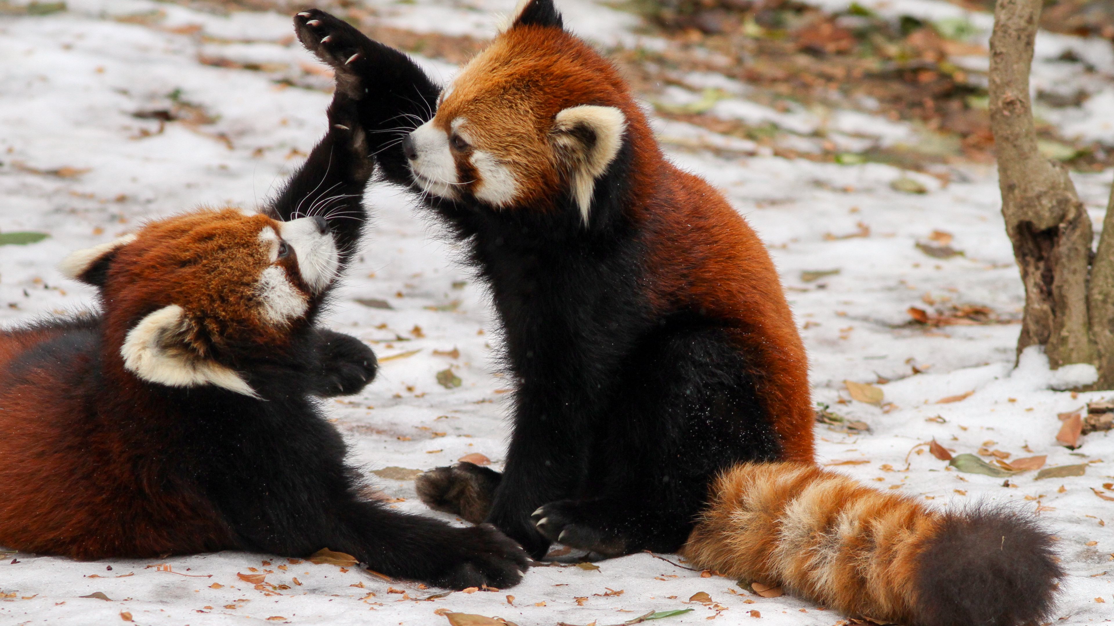 628301 Hintergrundbild herunterladen tiere, kleiner panda - Bildschirmschoner und Bilder kostenlos