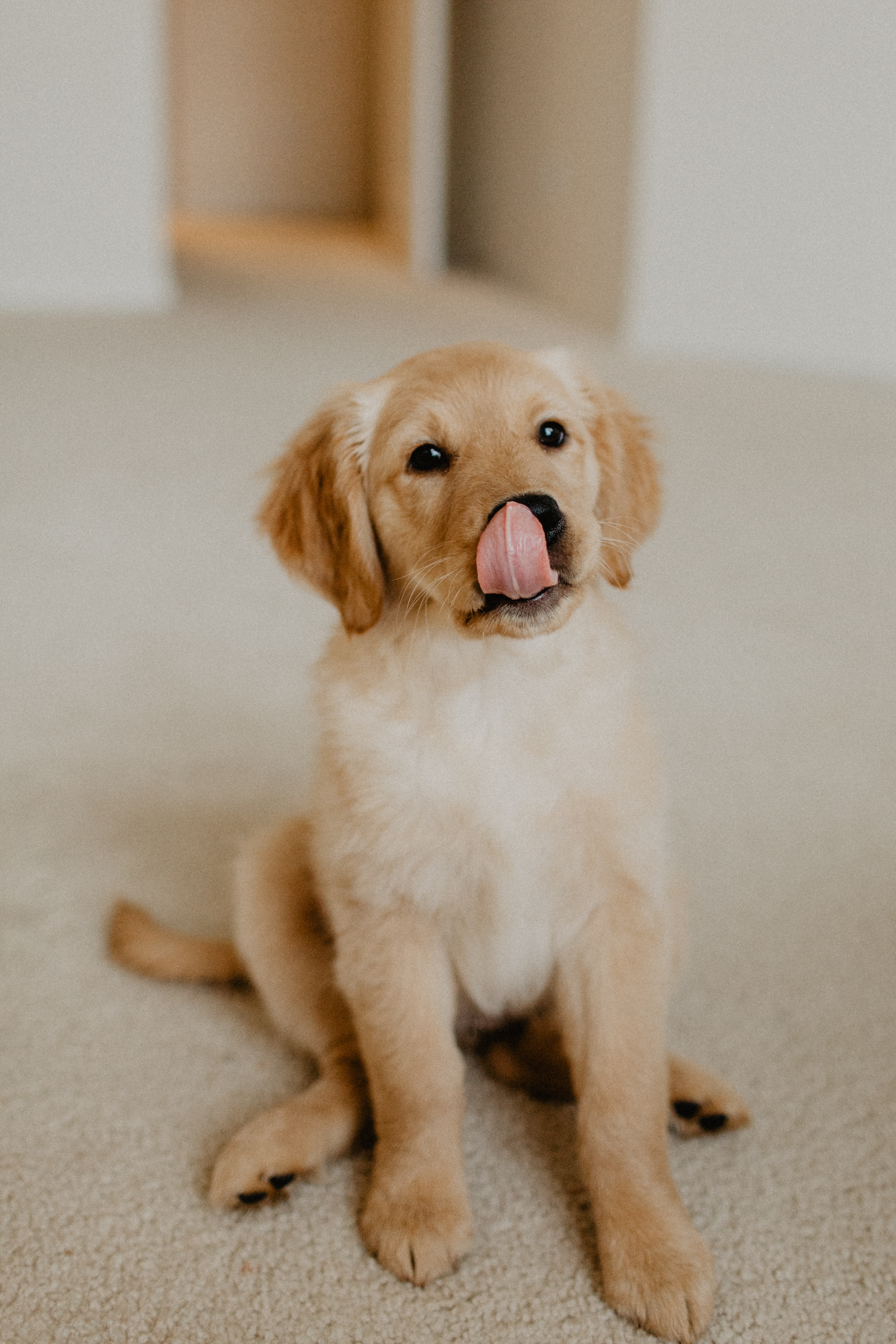 animals, protruding tongue, tongue stuck out, puppy, retriever, golden retriever for android