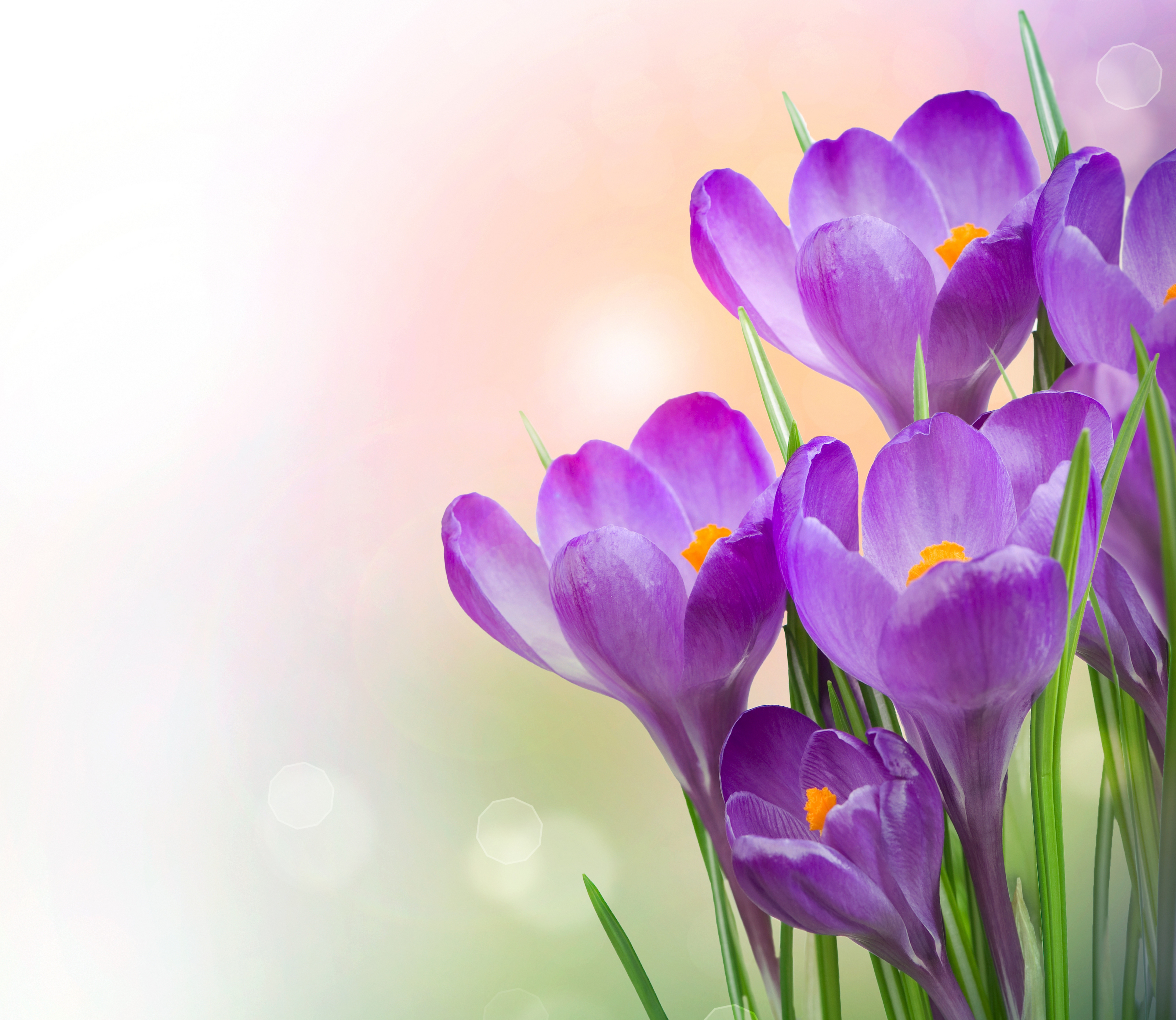 purple flower, earth, crocus, flower, spring, flowers Full HD