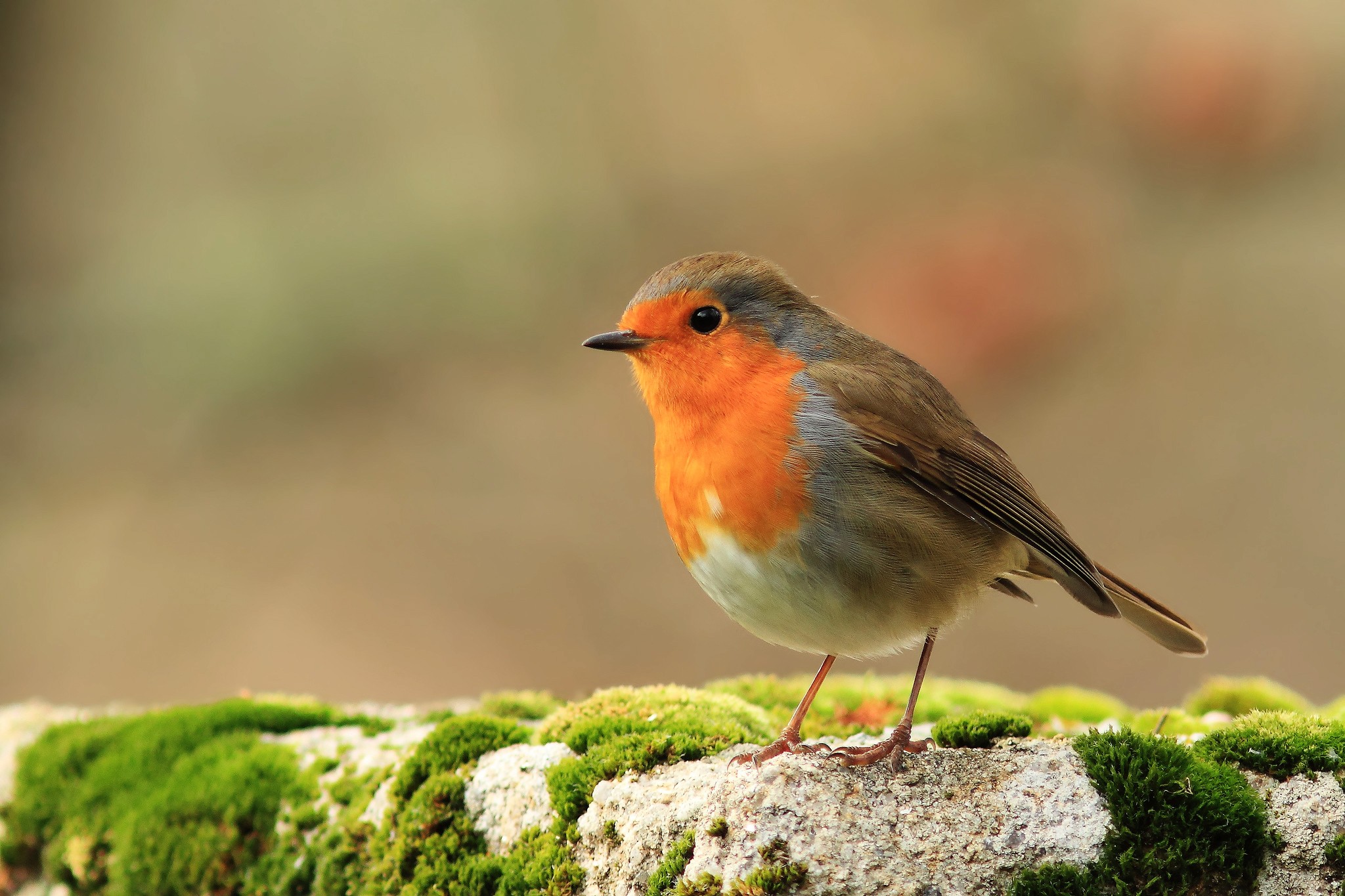 Летняя птичка с красной грудкой но не снегирь фото
