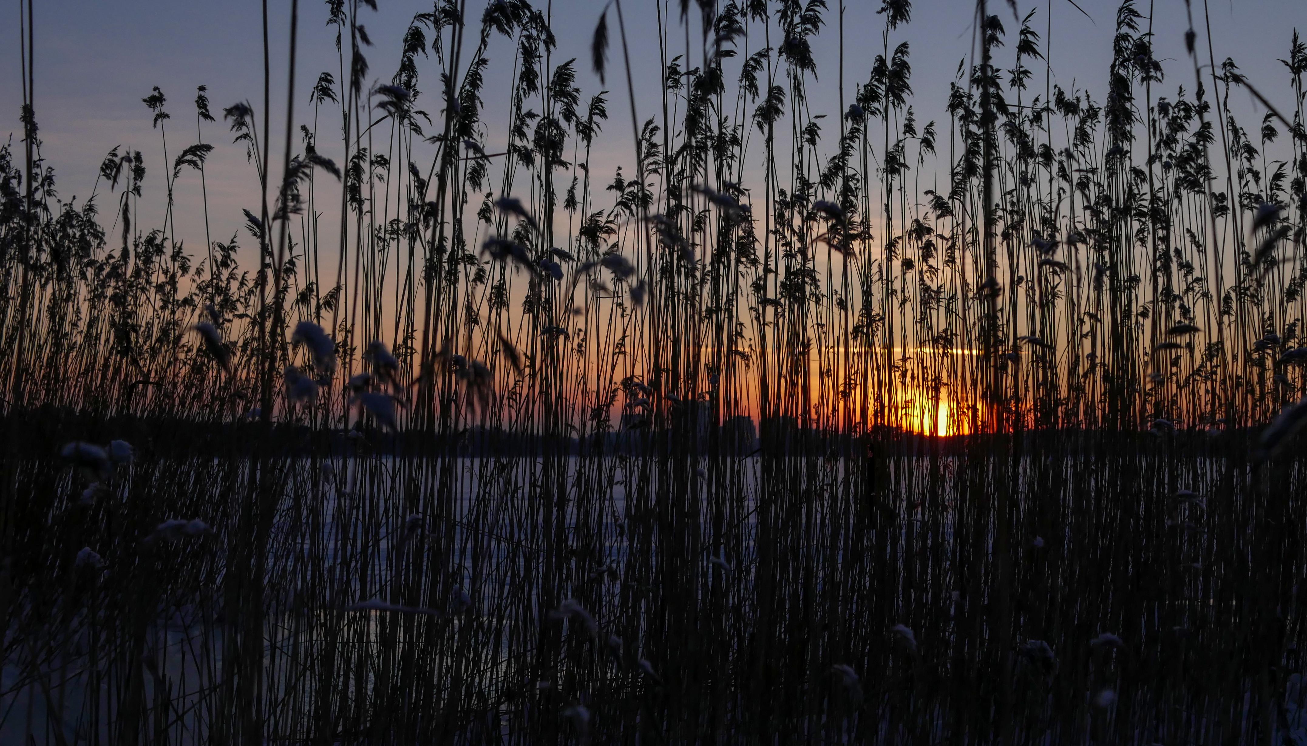 dark, water, sunset, plant, reeds 4K Ultra