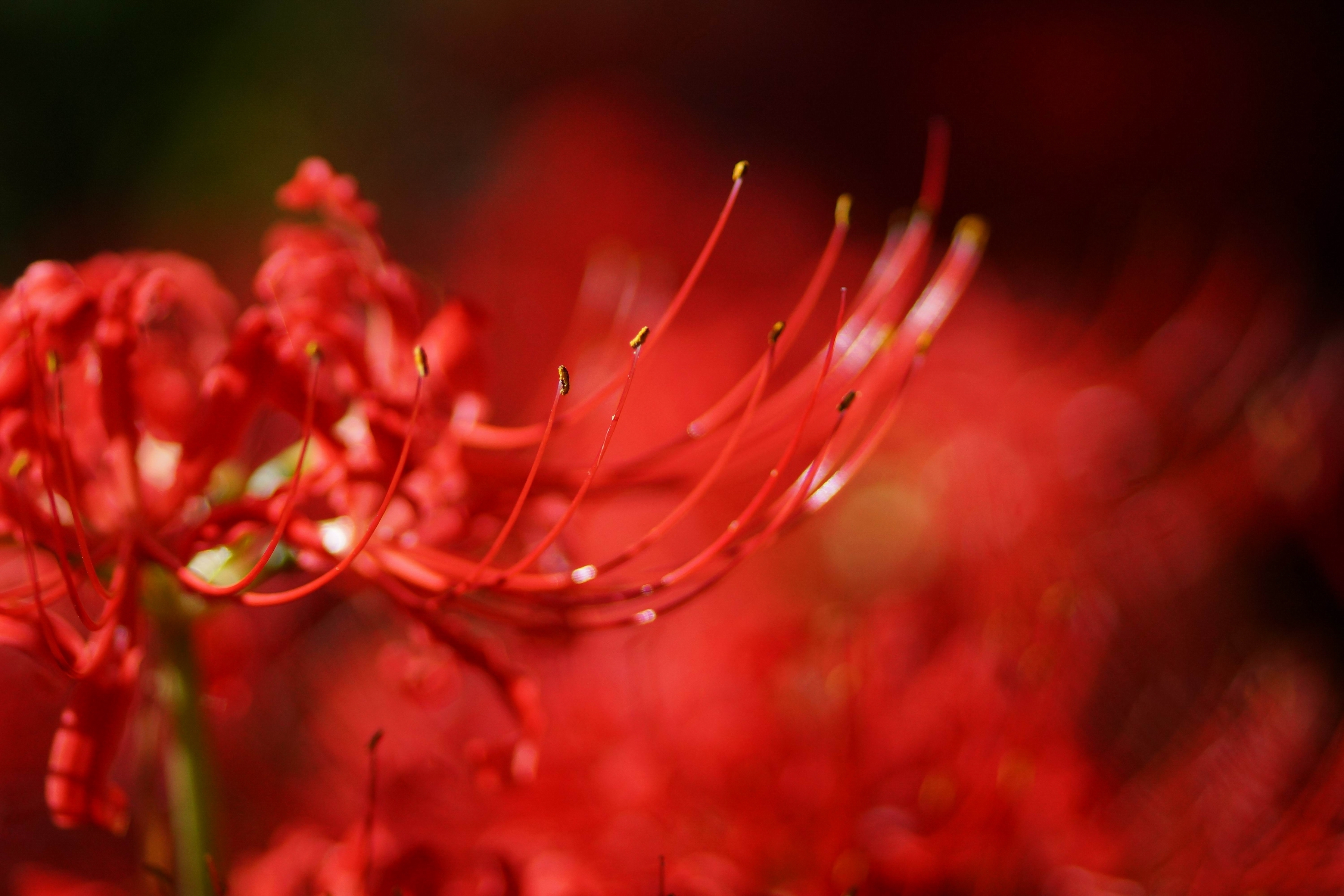 Красные цветы игры. Ликорис цветок. Ликорис красный. Хиганбана ликорис белый. Хиганбана ликорис поле.