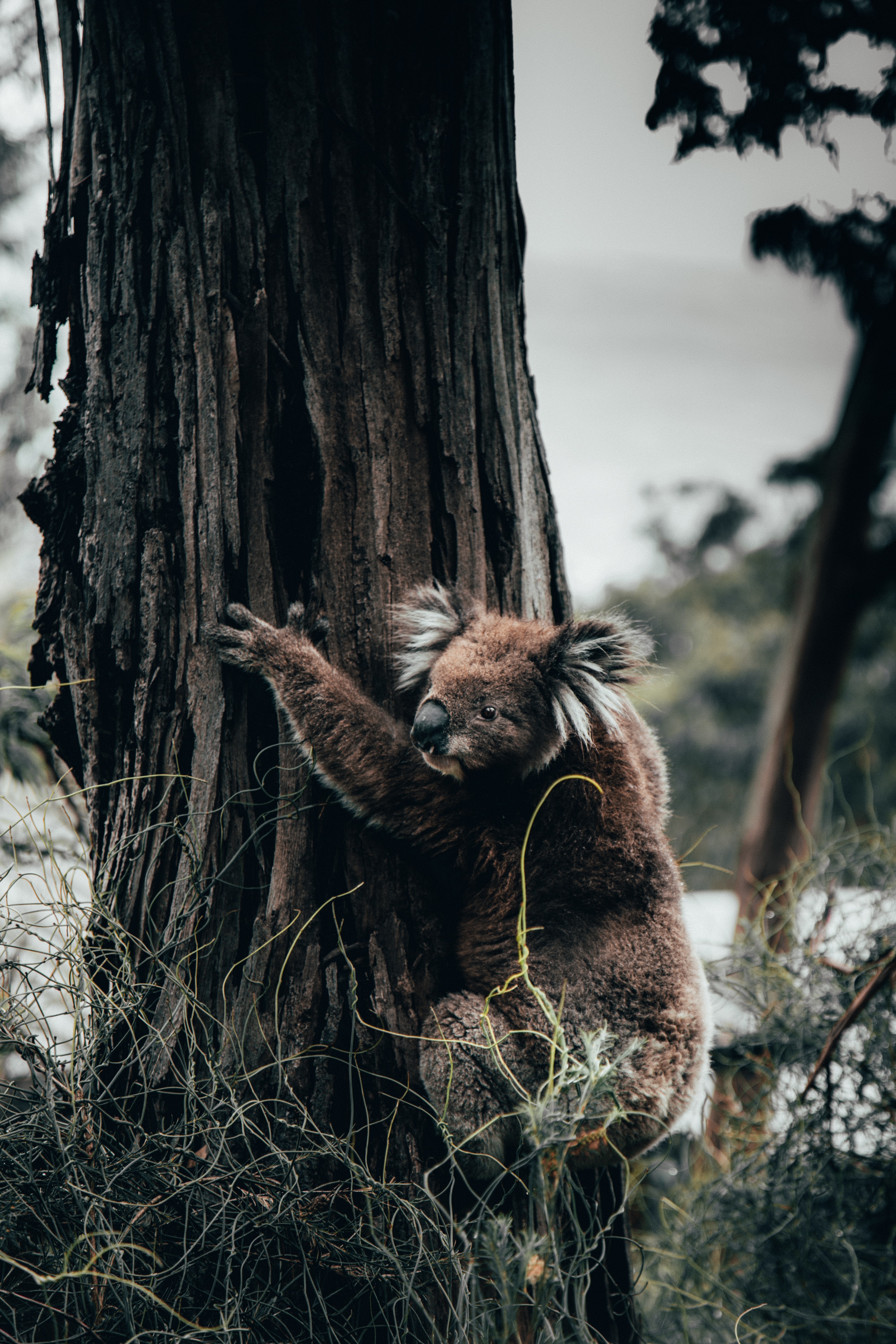 Handy-Wallpaper Koala, Tier, Baum, Holz, Grass, Tiere kostenlos herunterladen.