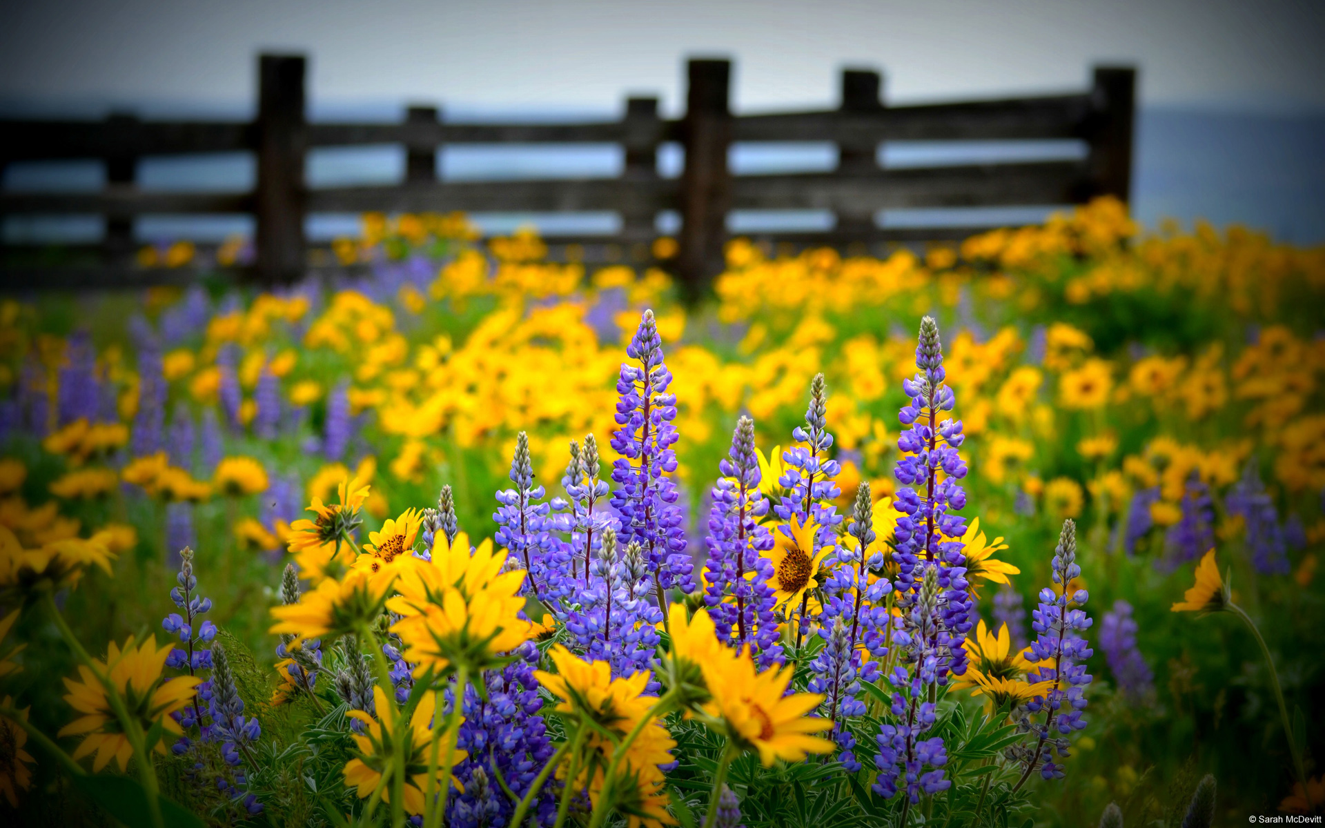 398793 скачать обои поле, полевой цветок, земля/природа, цветок, ограда, фиолетовый цветок, желтый цветок, флауэрсы - заставки и картинки бесплатно