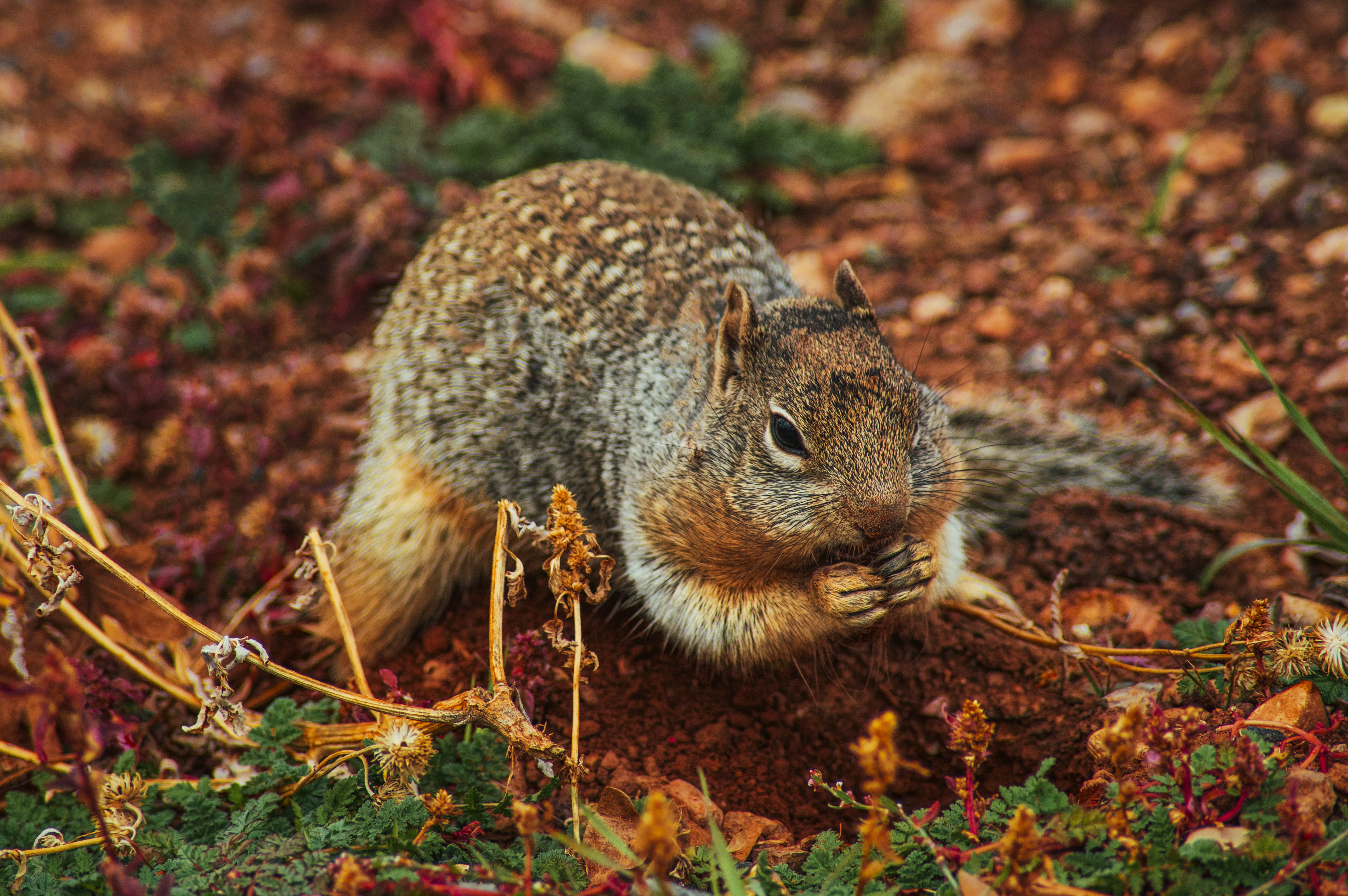 Free download wallpaper Animals, Land, Rodent, Dig, Squirrel, Earth on your PC desktop