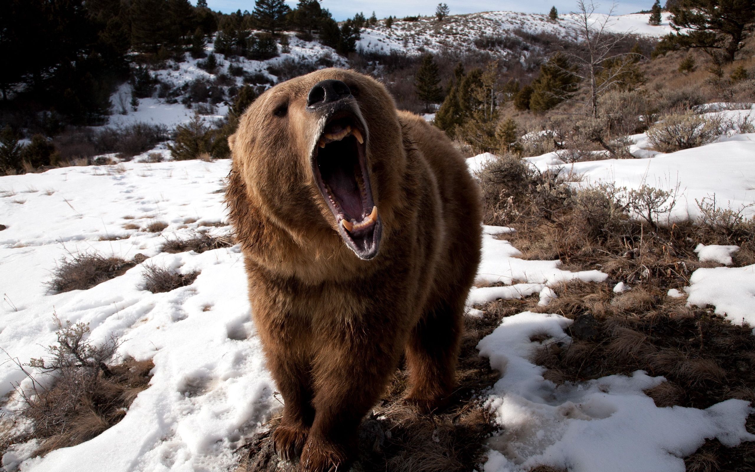Скачать картинку Медведь, Агрессия, Снег, Трава, Оскал, Животные в телефон бесплатно.