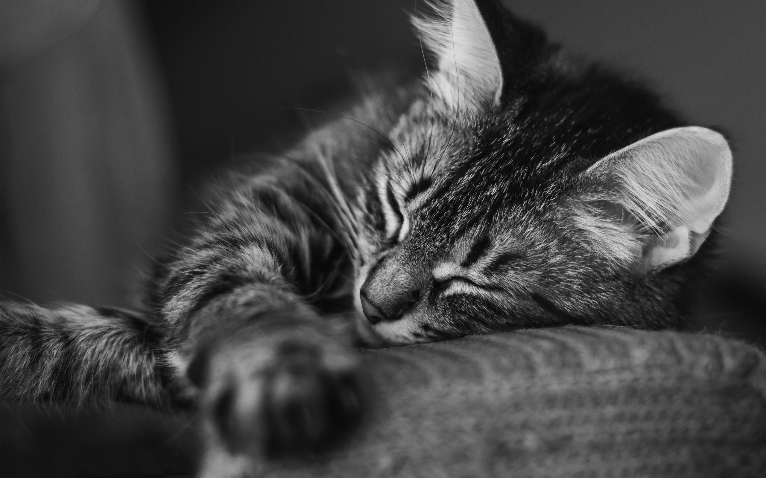 Free download wallpaper Muzzle, Striped, Sleep, Pillow, Animals, Bw, Chb, Dream, Cat on your PC desktop
