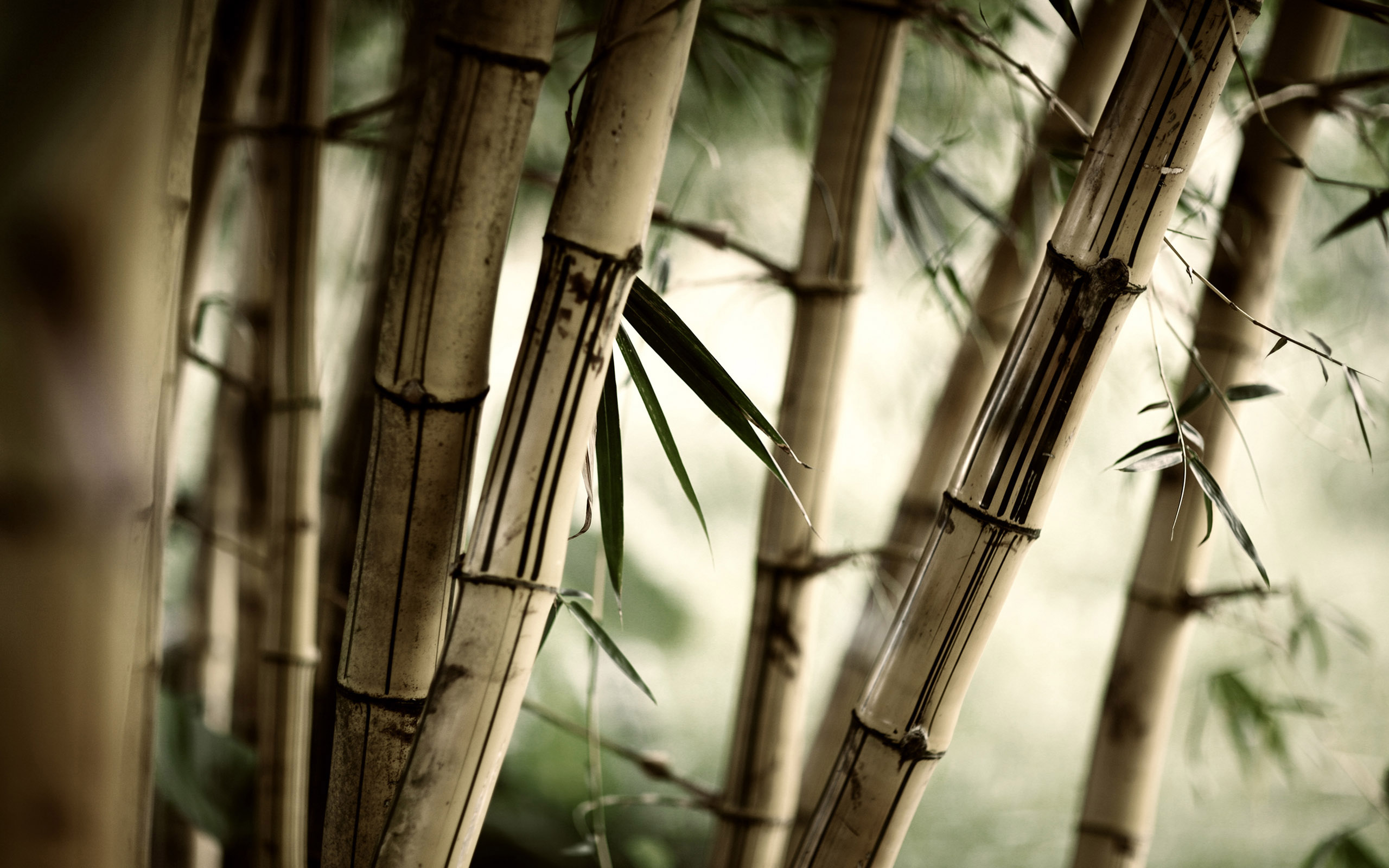 bamboo, earth, tree Full HD