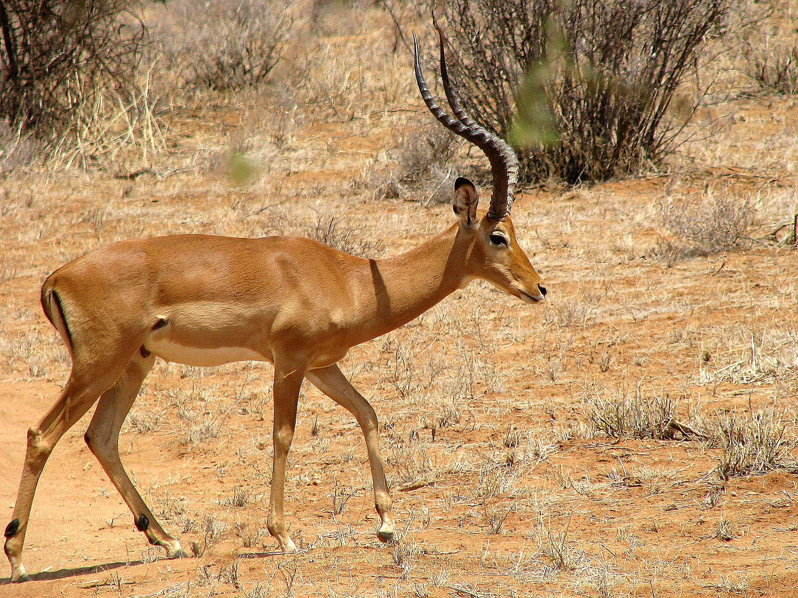 animal, impala 32K