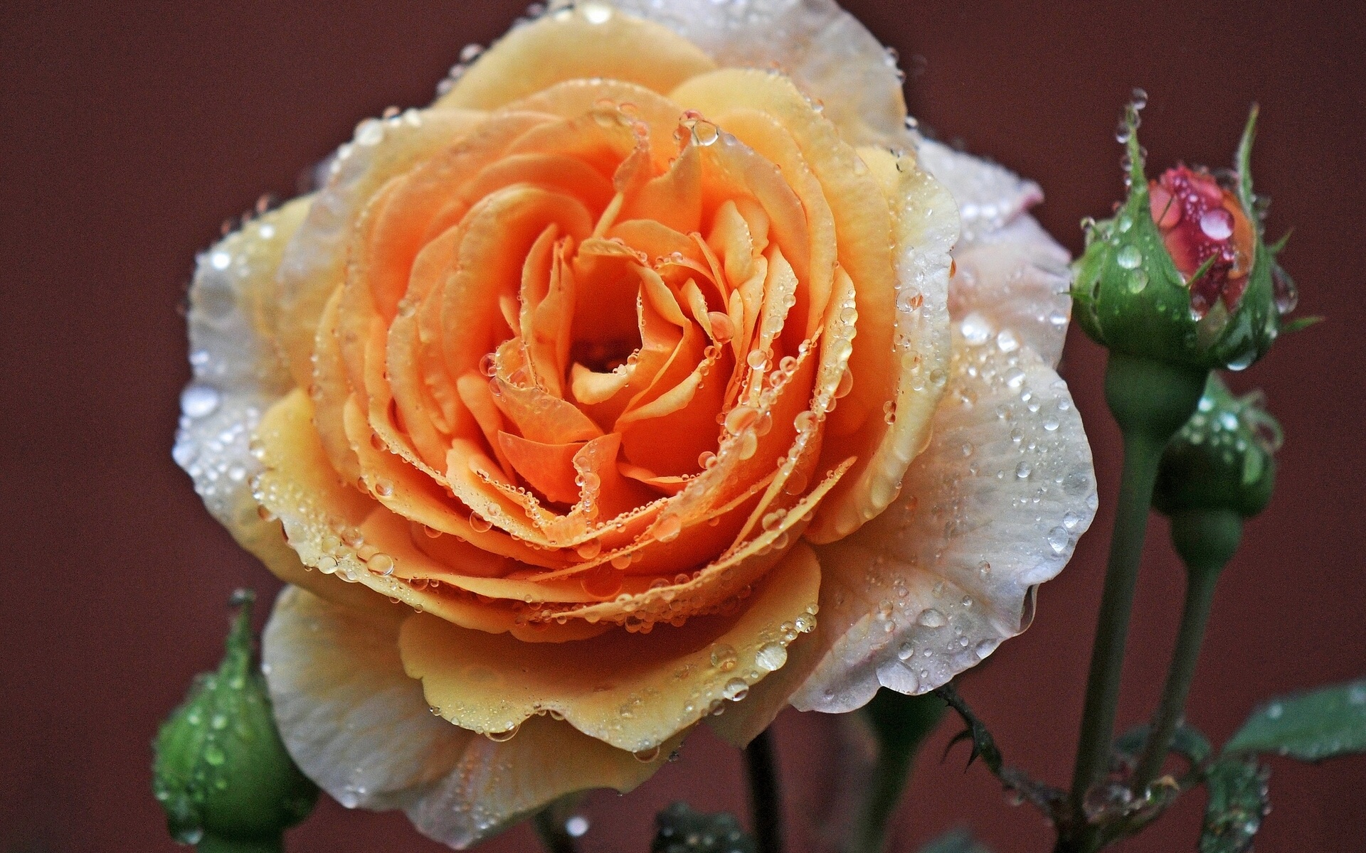 earth, rose, bud, flower, orange flower, flowers Full HD