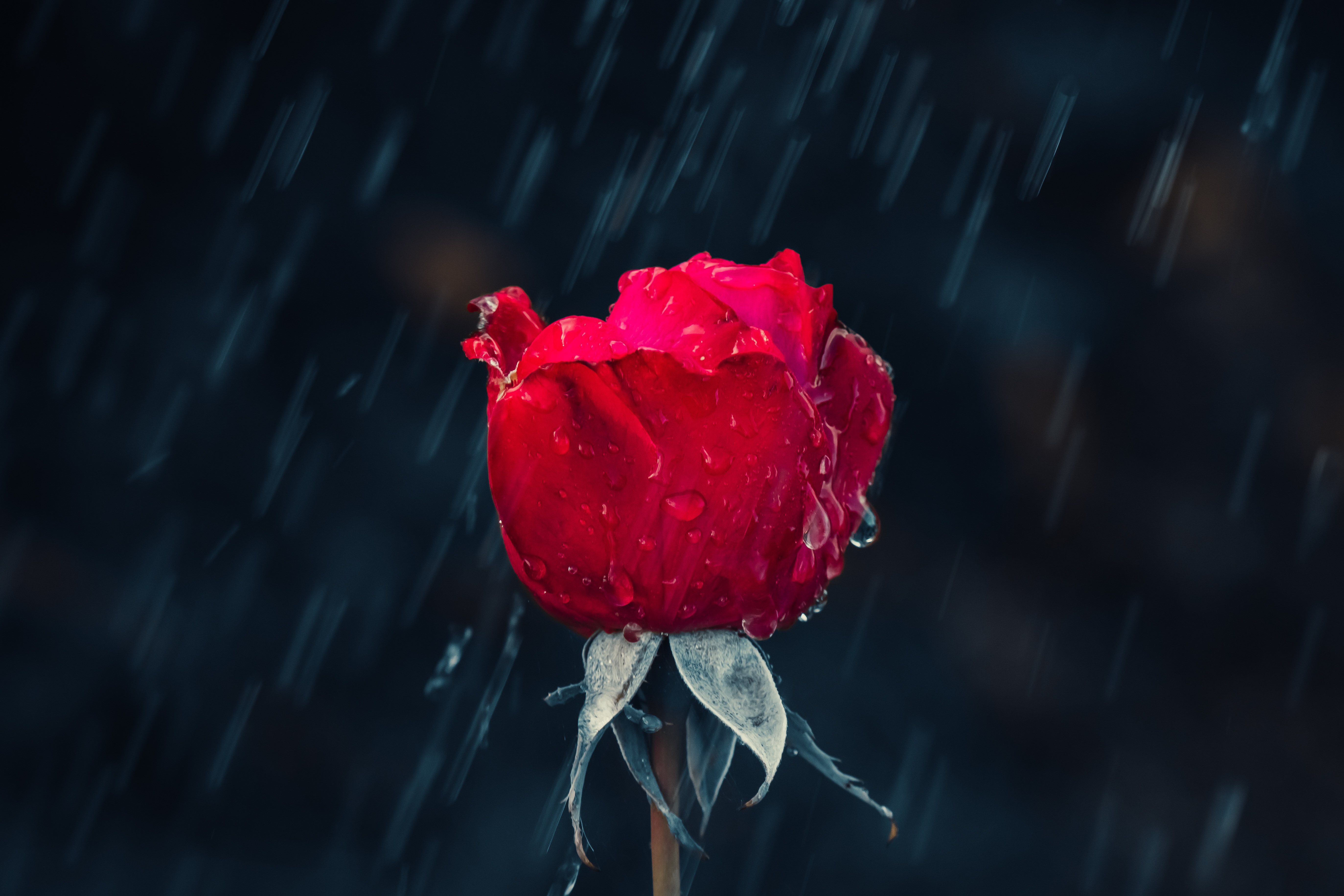無料モバイル壁紙水分, 湿気, 大きい, マクロ, 赤い, 滴, バラの花, 薔薇, 雨をダウンロードします。