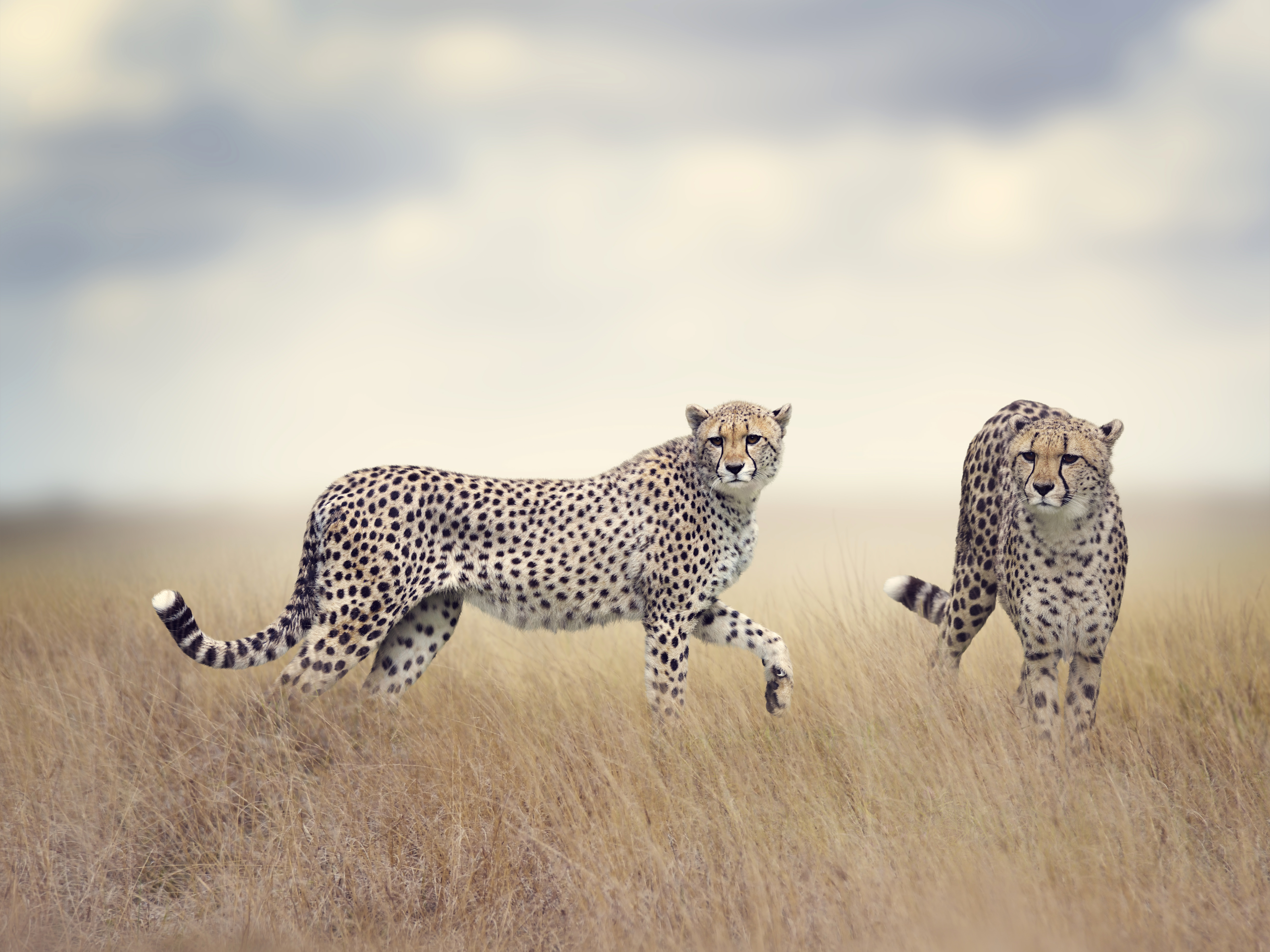 Download Cheetah wallpapers for mobile phone, free Cheetah HD pictures