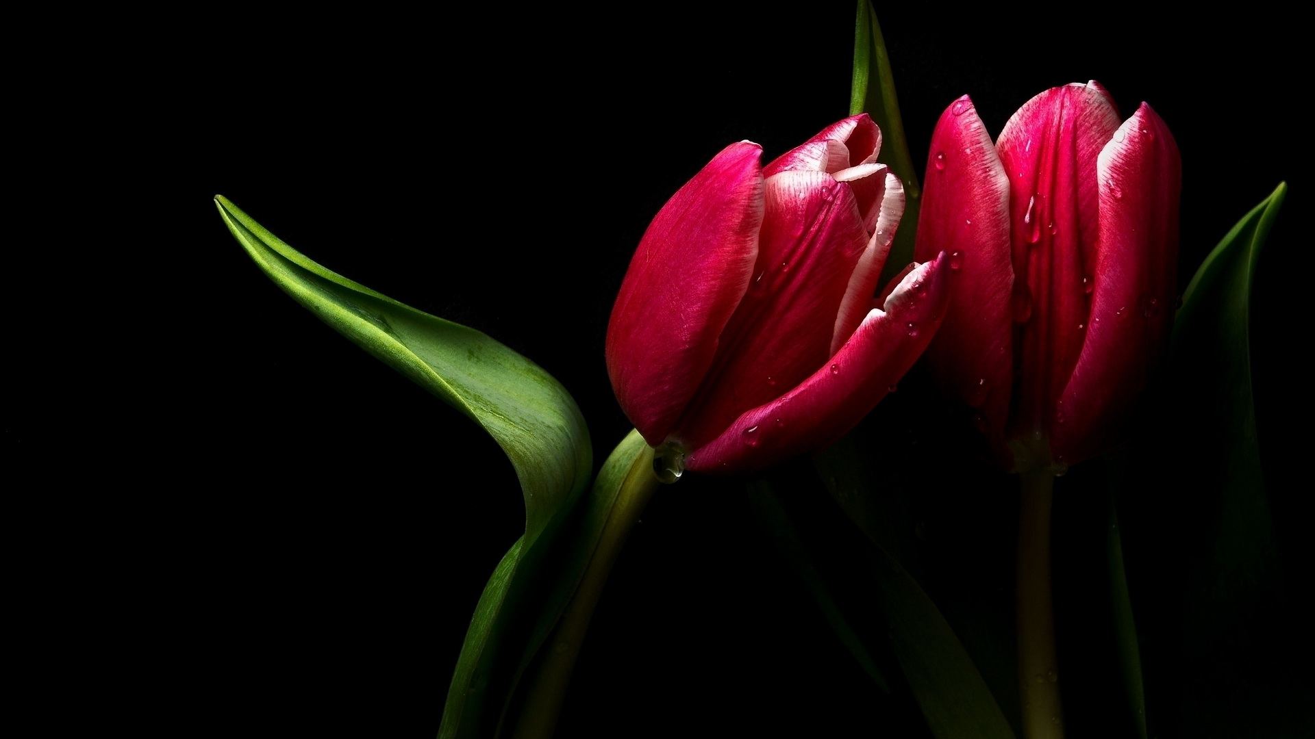 Тюльпаны на рабочий стол телефона. Цветы тюльпаны. Цветы на черном фоне. Цветы на темном фоне. Красивые тюльпаны.