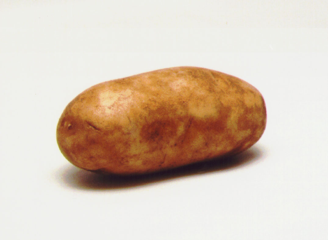 синеглазка картофель характеристика фото