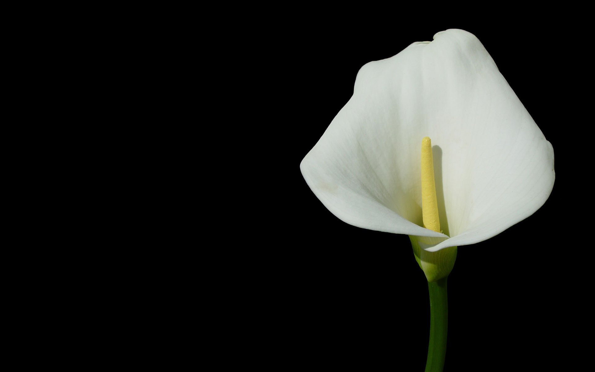 earth, calla lily, flower, white flower, flowers 5K