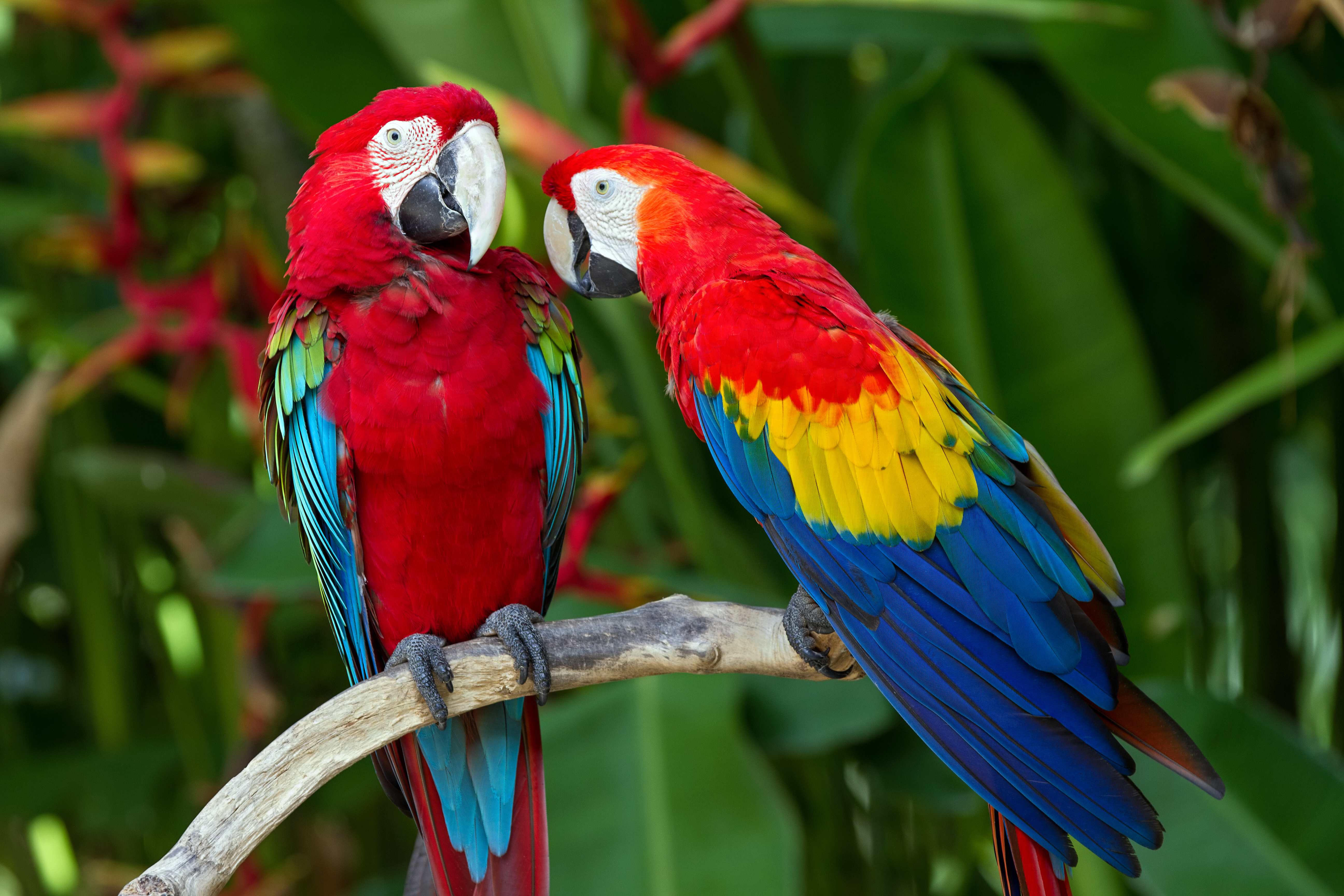 animal, macaw, bird, parrot, red and green macaw, scarlet macaw, birds